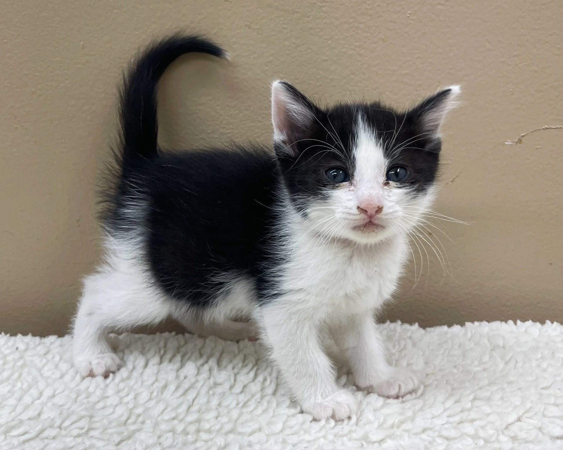 Bailey/Female/Black&White