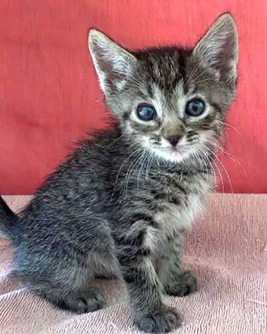 Darling/Female/6 weeks