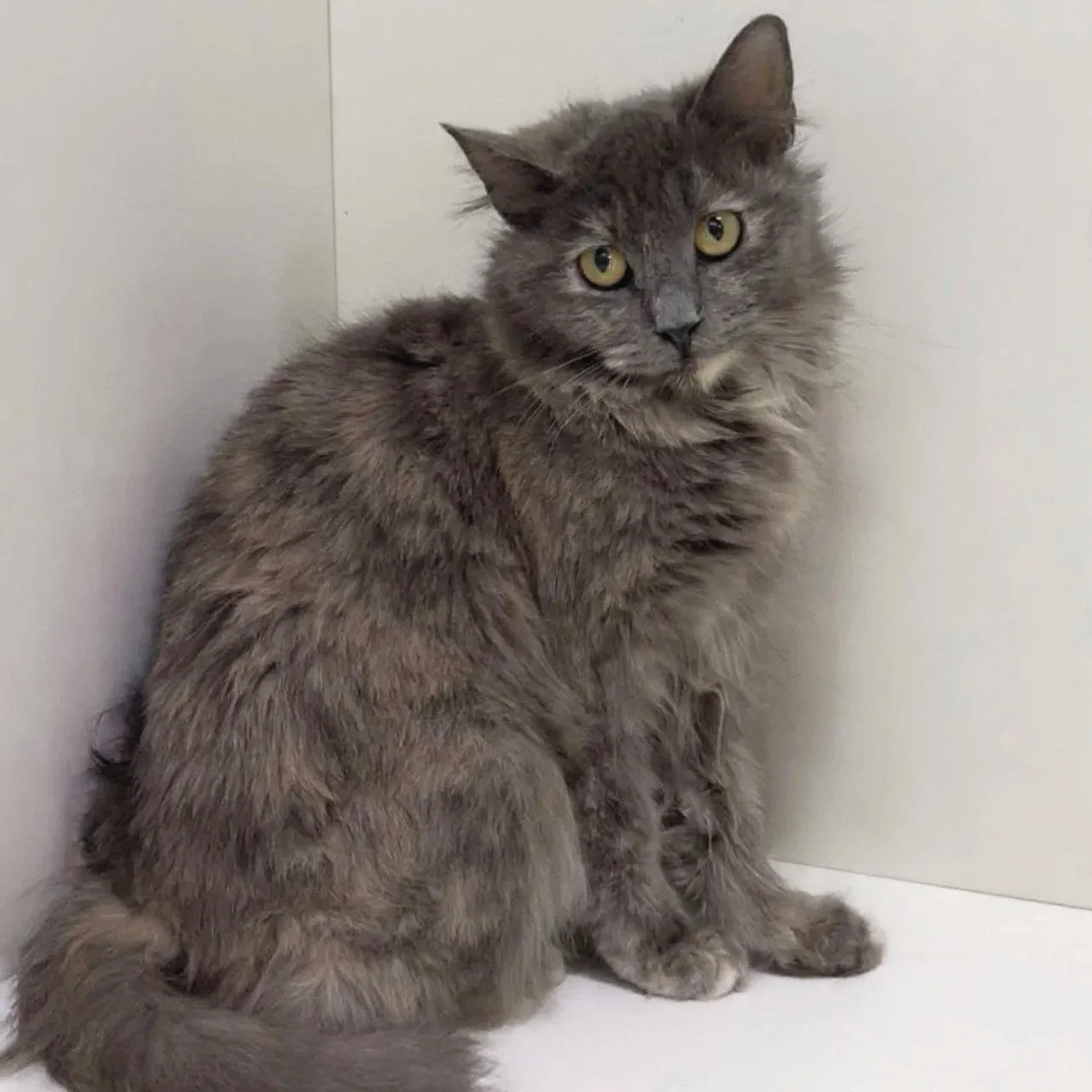 Liza Meownelli/Diluted Tortie/5 months