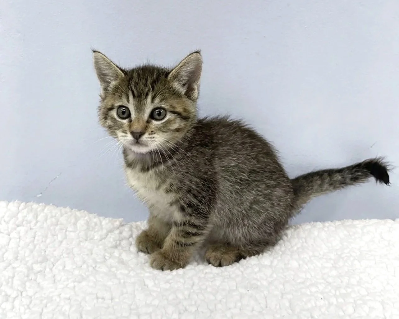 Frida Catto/Female/Tabby