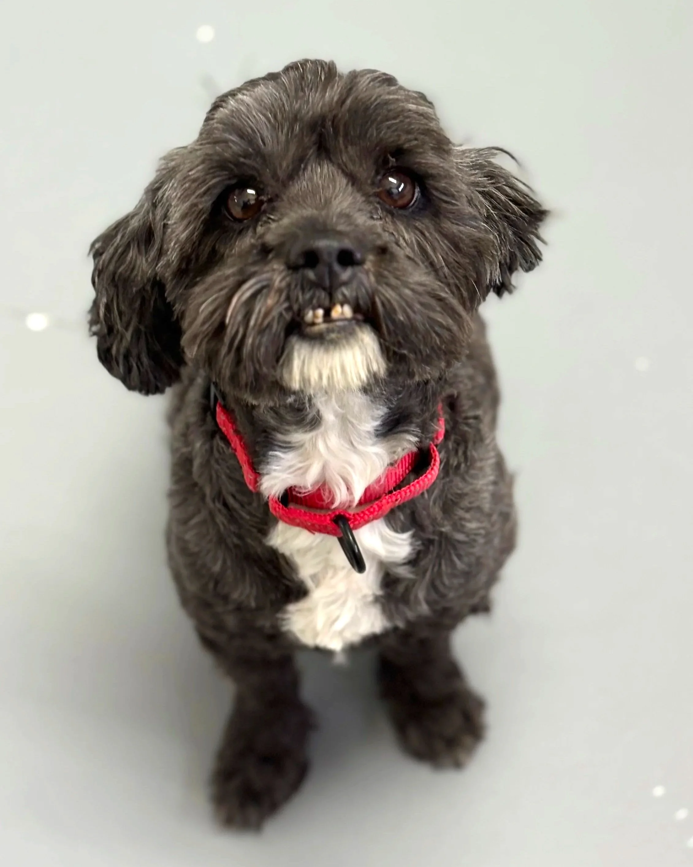 Buddy/Male/Shih Tzu X/ 7 Years old.
