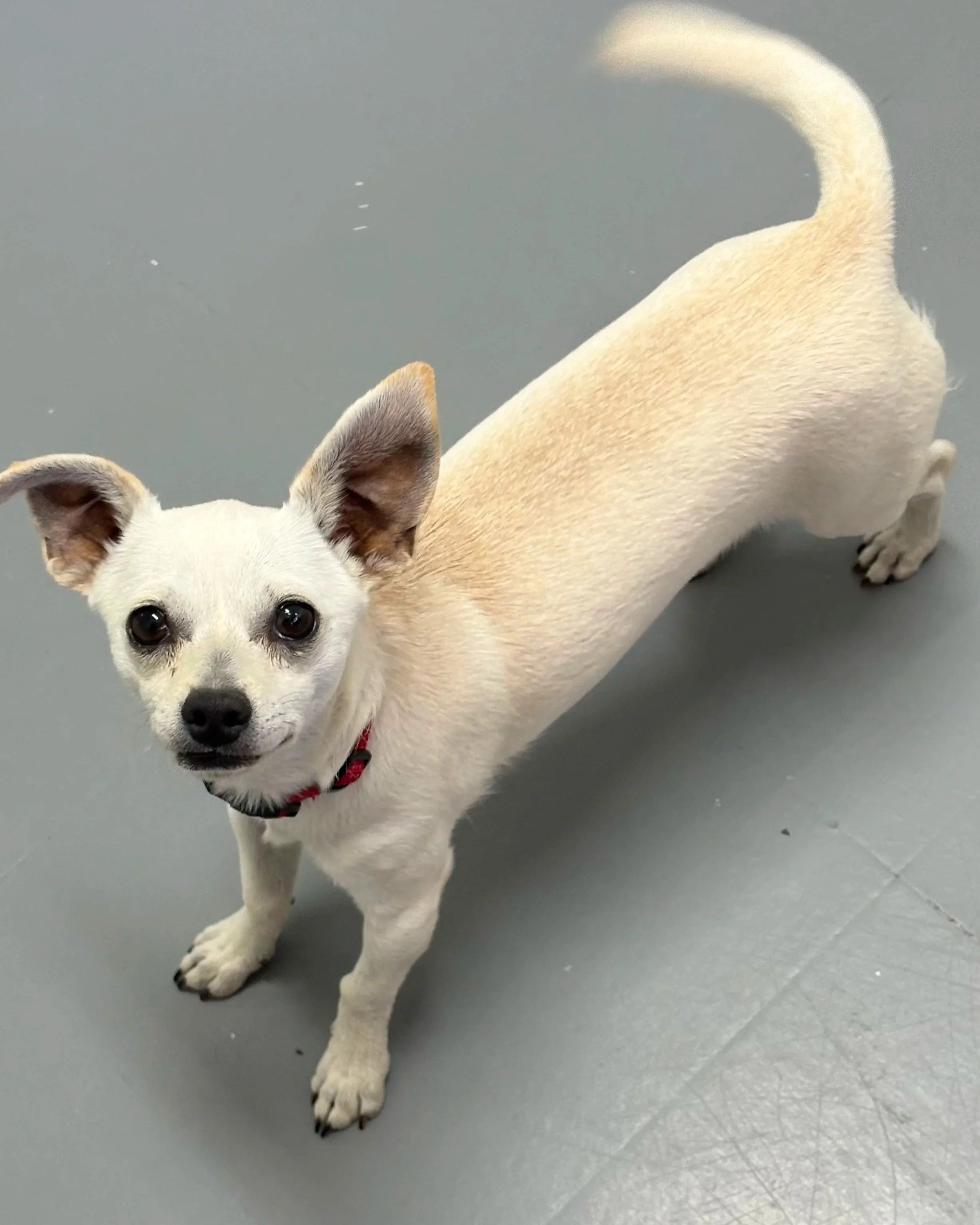 Bolt/Male/ Chihuahua X/ 8 months approx.