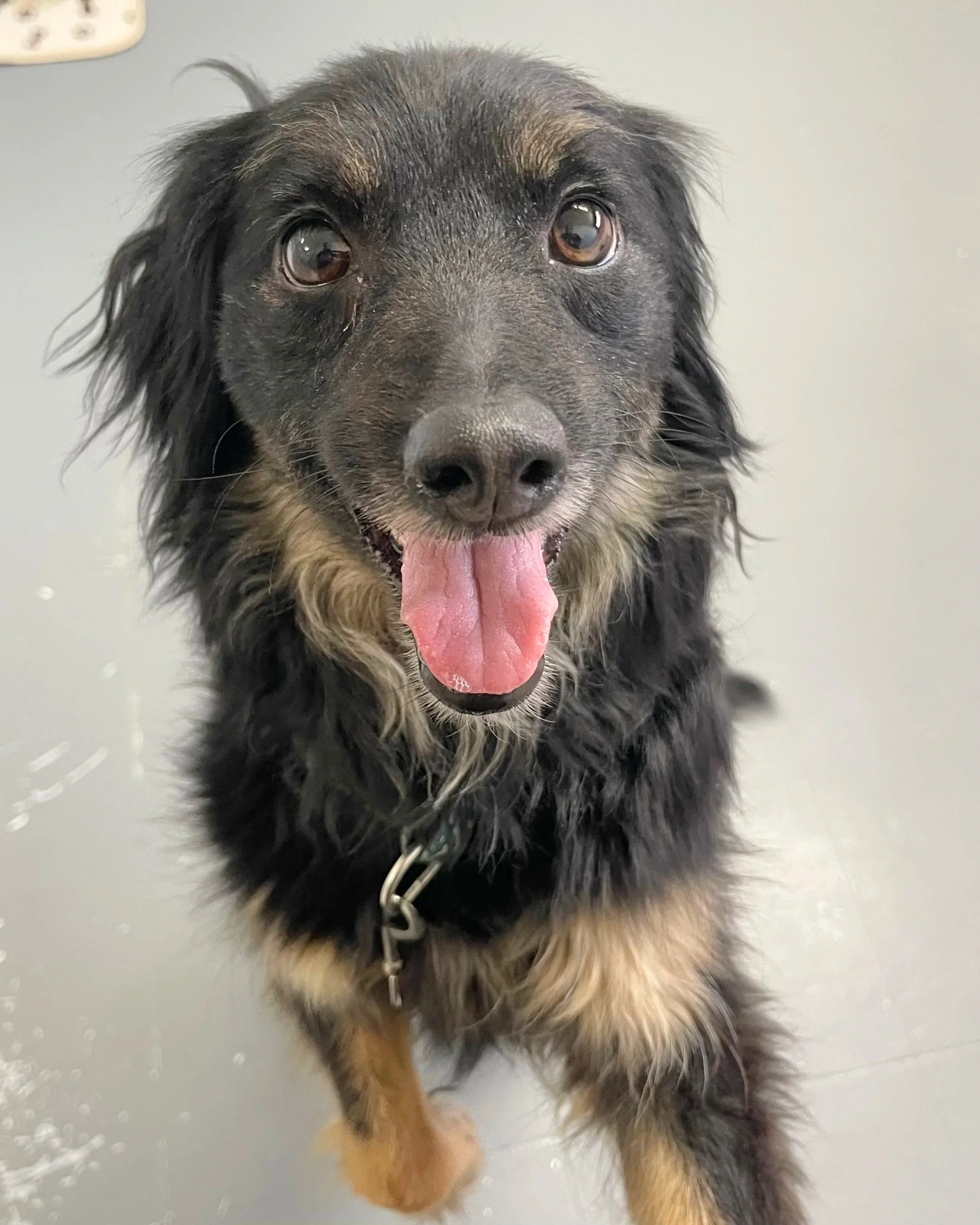 Raya/ Spaniel mix/ Female
