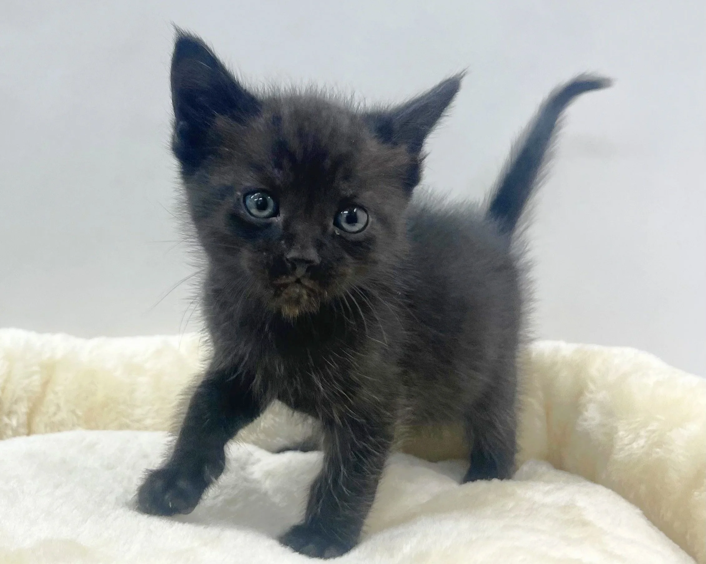 Victoria/ 5 Weeks/Female