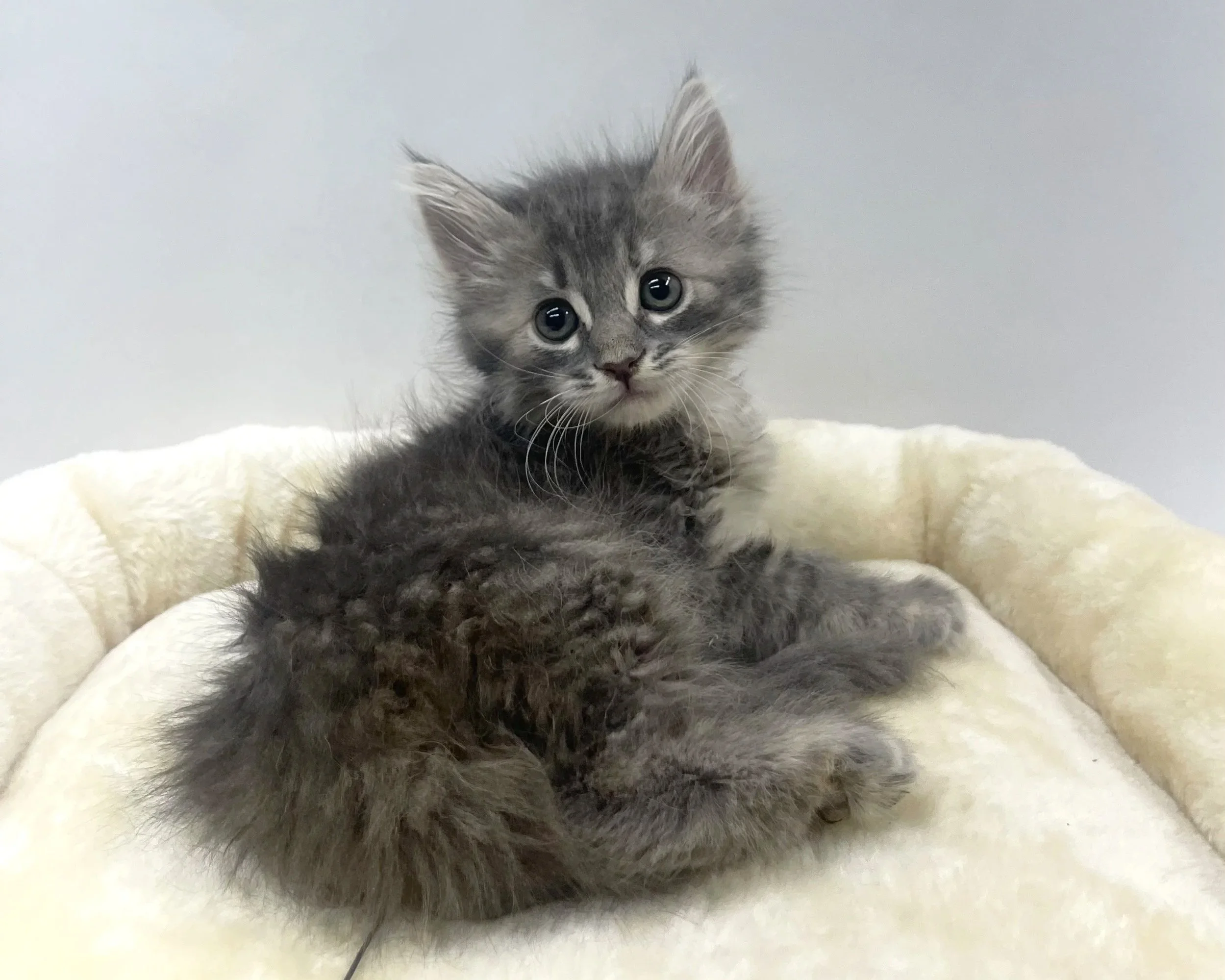 Bastet/Female/7 Weeks