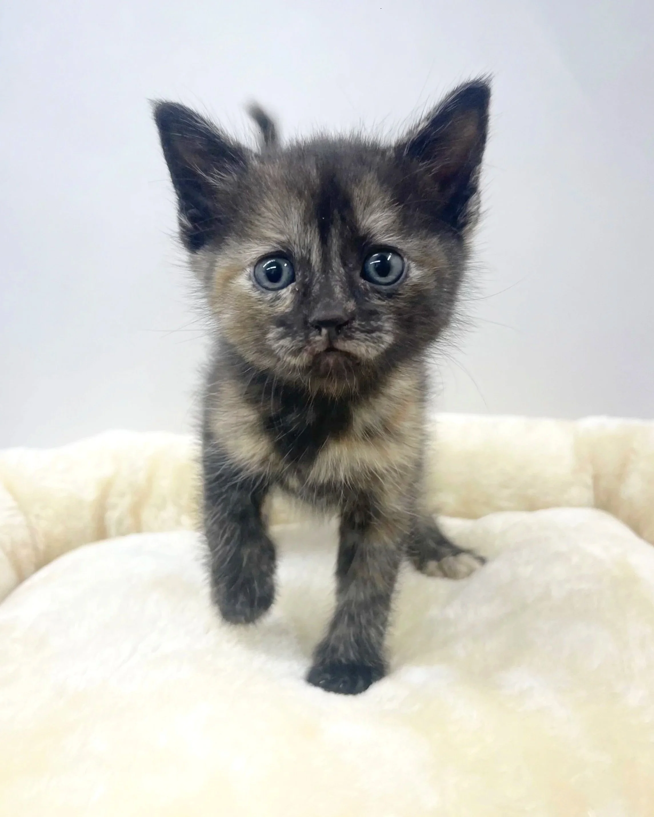 Artemis/5 Weeks/Female