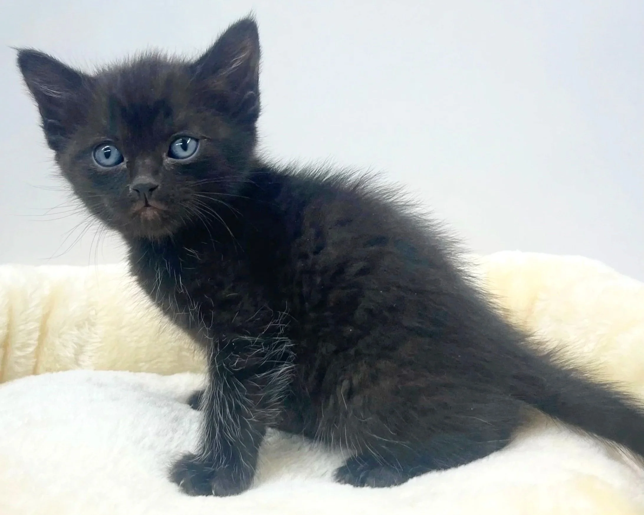 Orion/5 Weeks/ Female