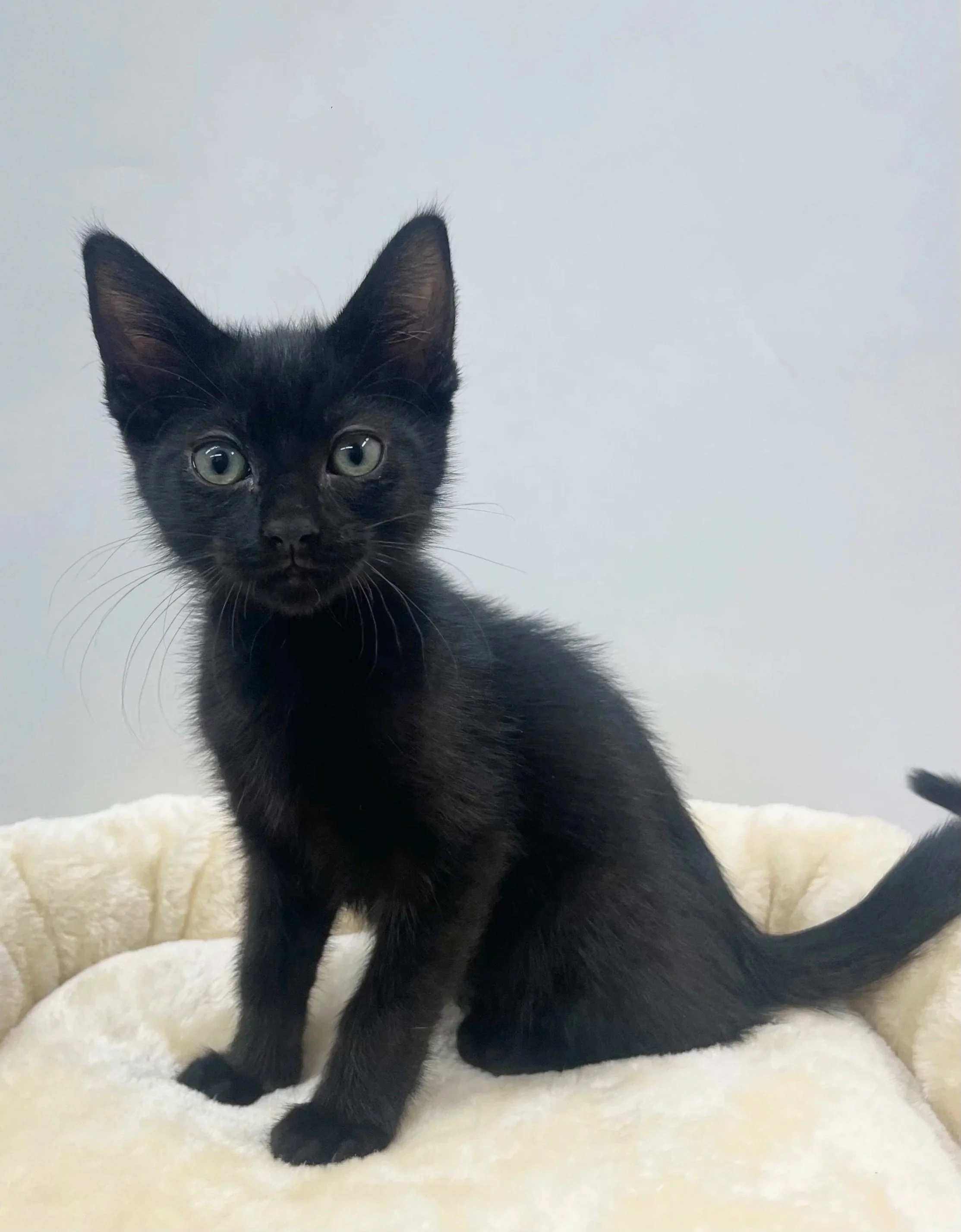 Jameson/11 Weeks/ Male