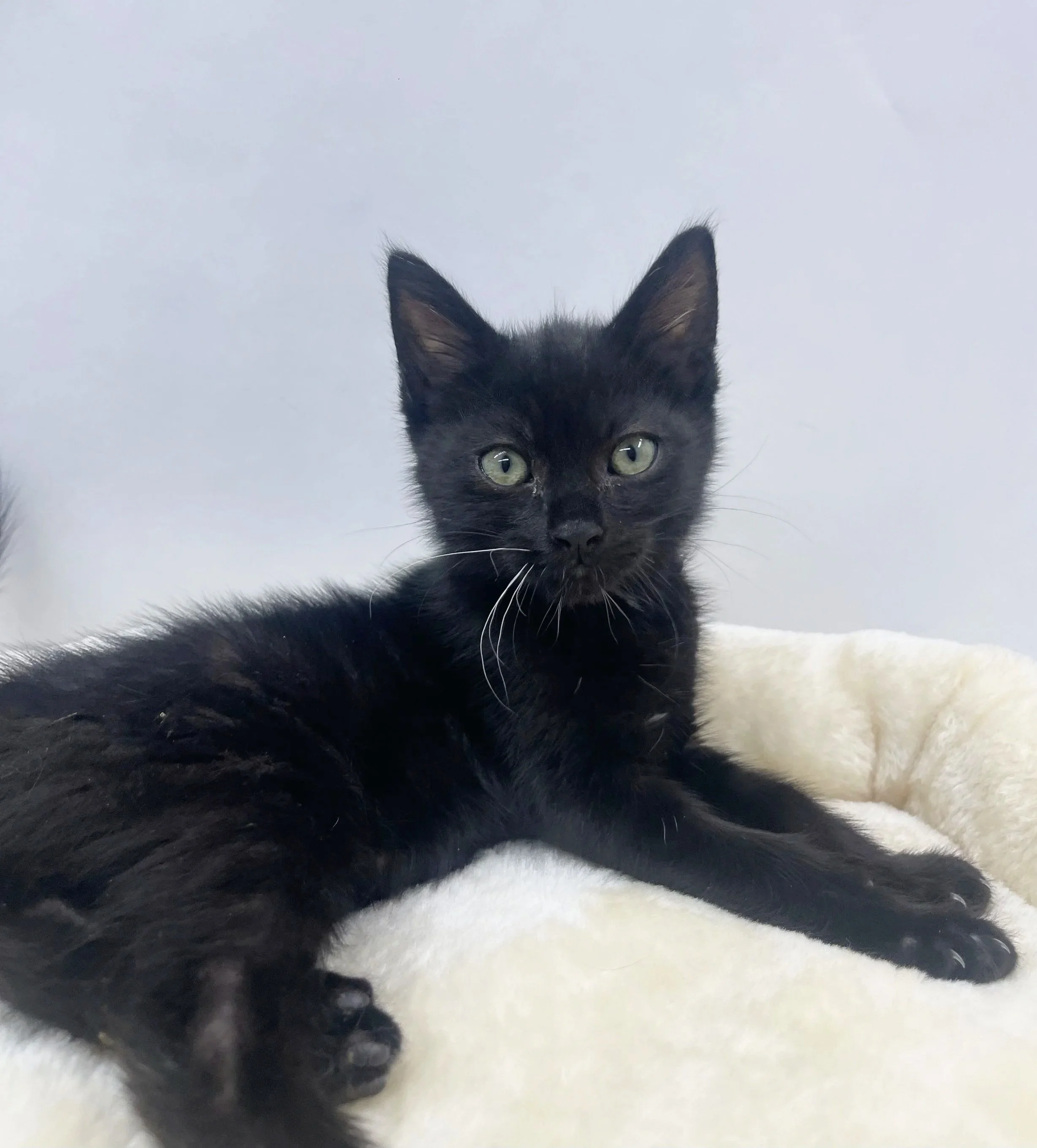 Guinness/11 weels/Male