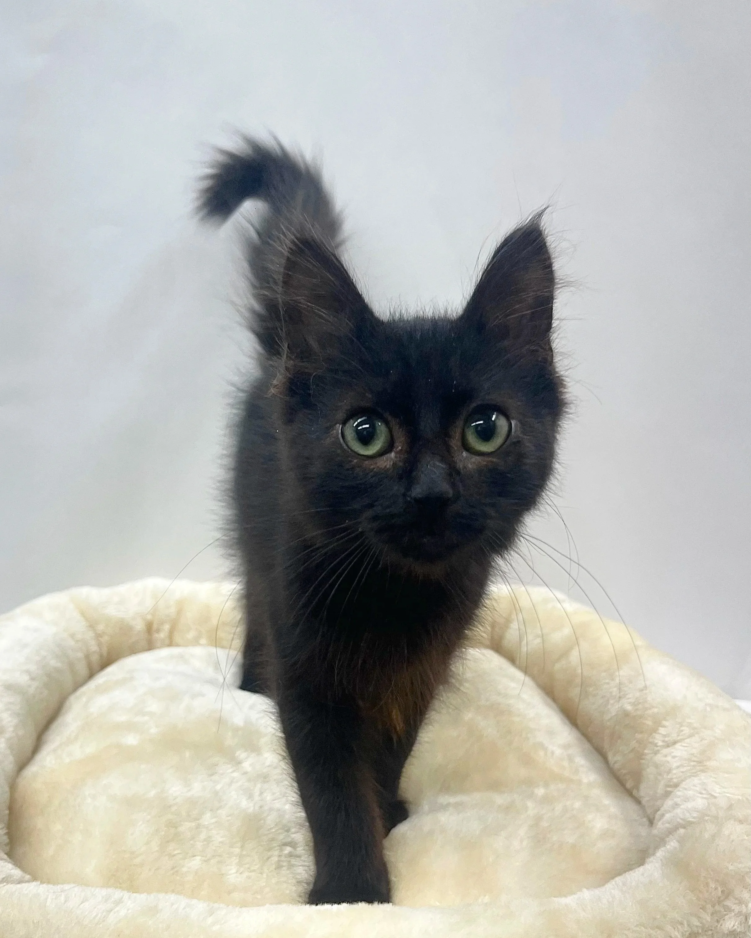 Batman/10 Weeks/ Male