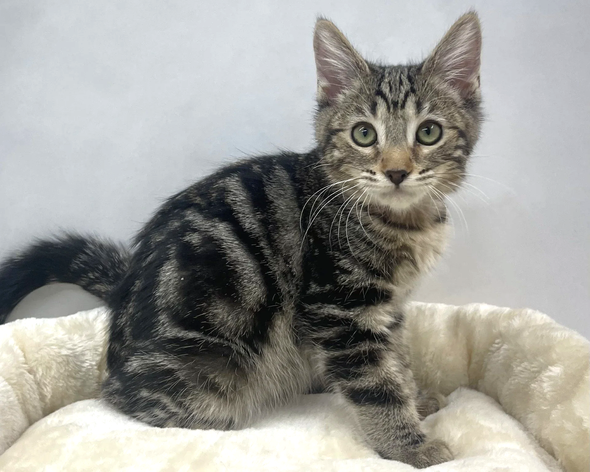 Amore/Female/14 weeks