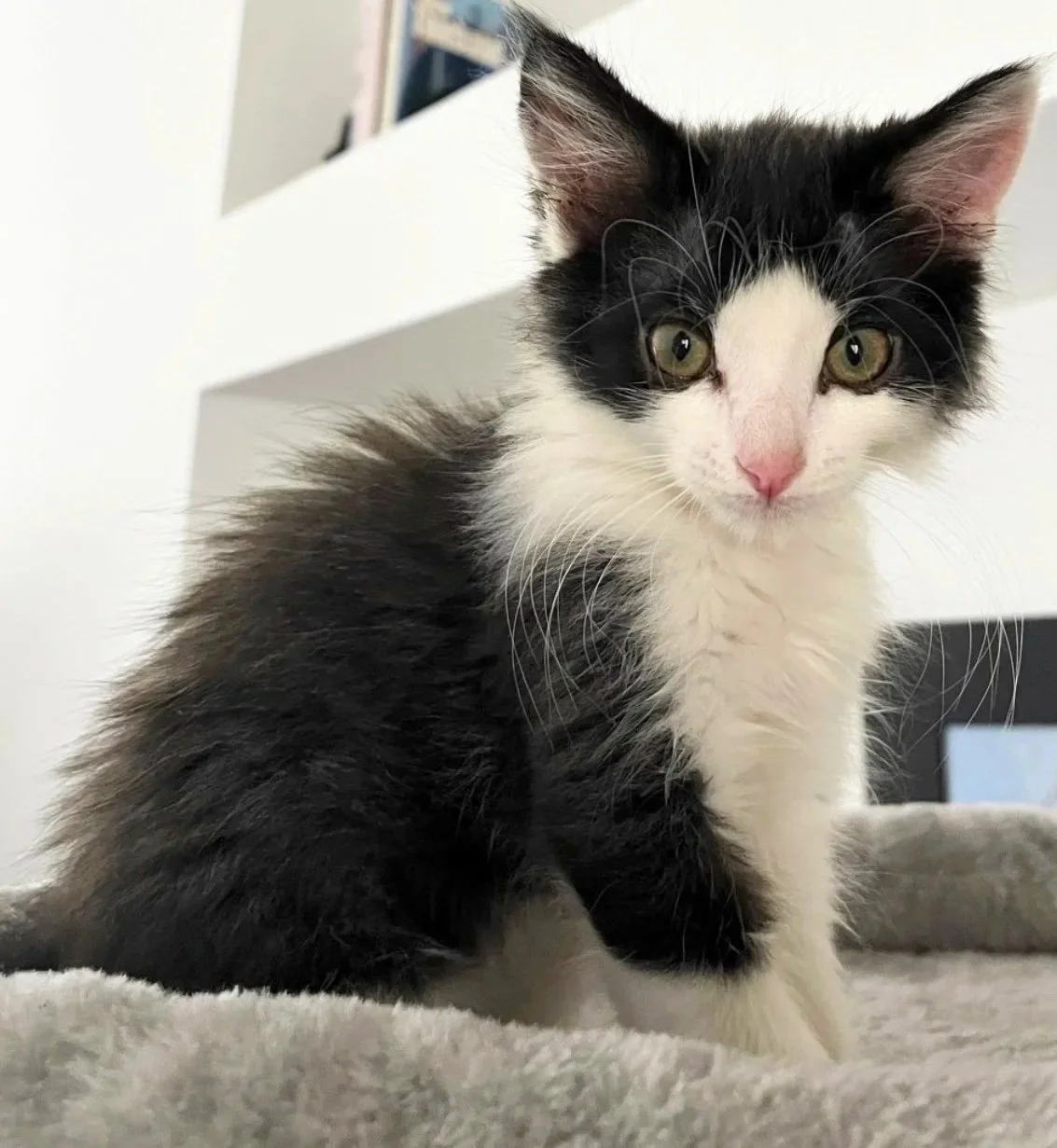 Bramble/12 Weeks/Male