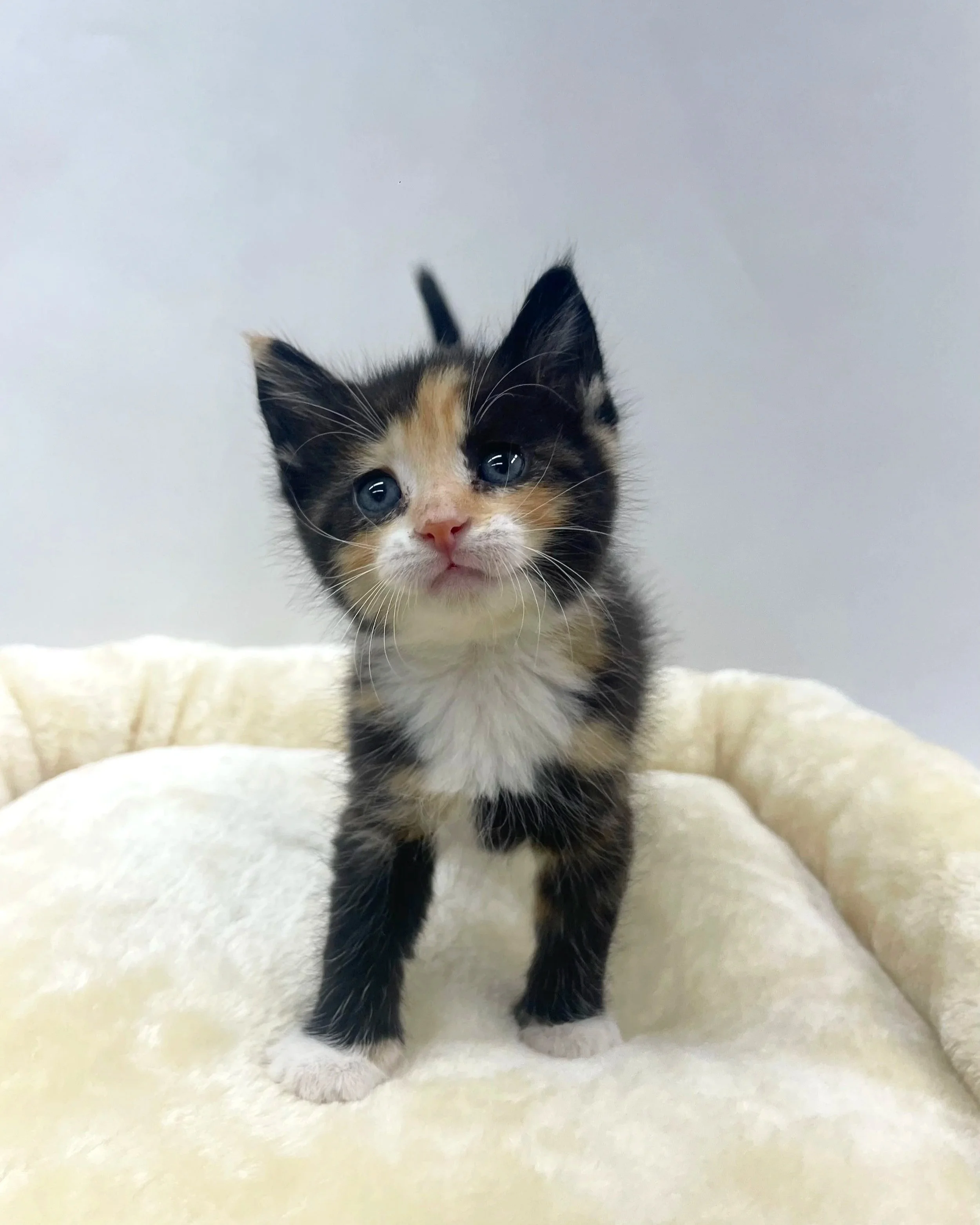 Christina/5 weeks/Female