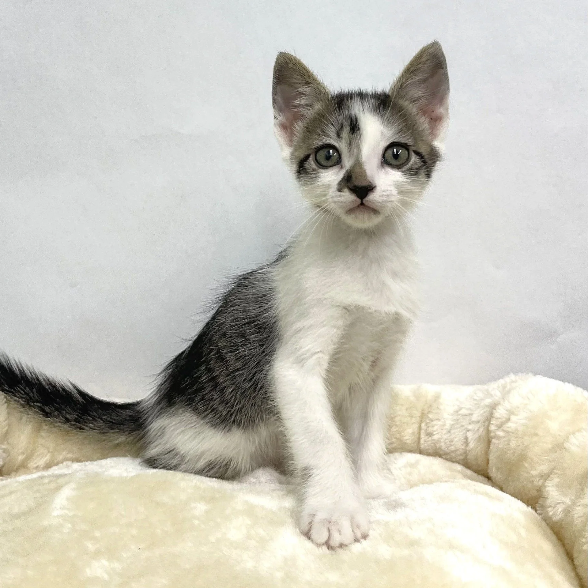 Purrince/Male/7 weeks