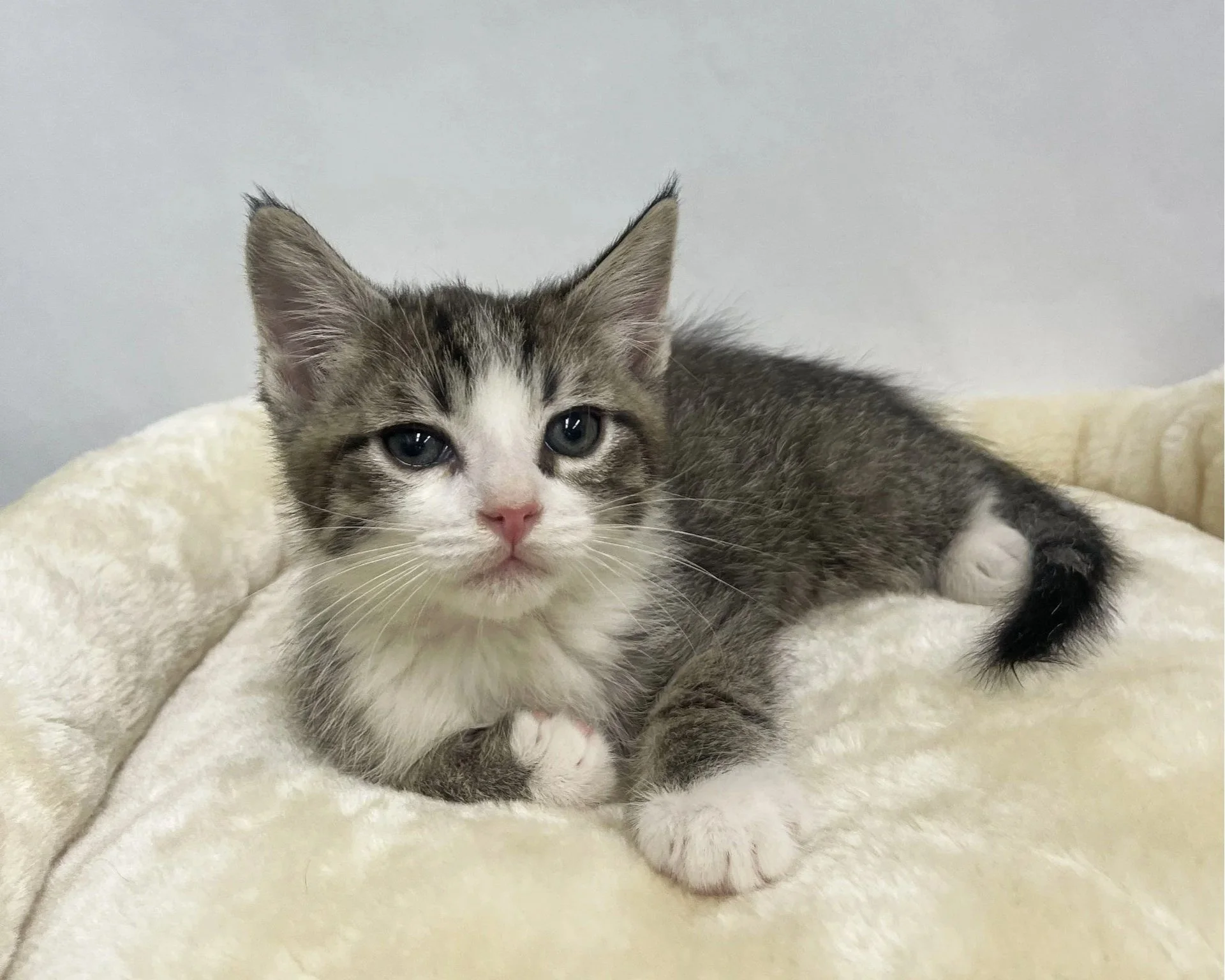 Cactus Jack/Male/7 weeks