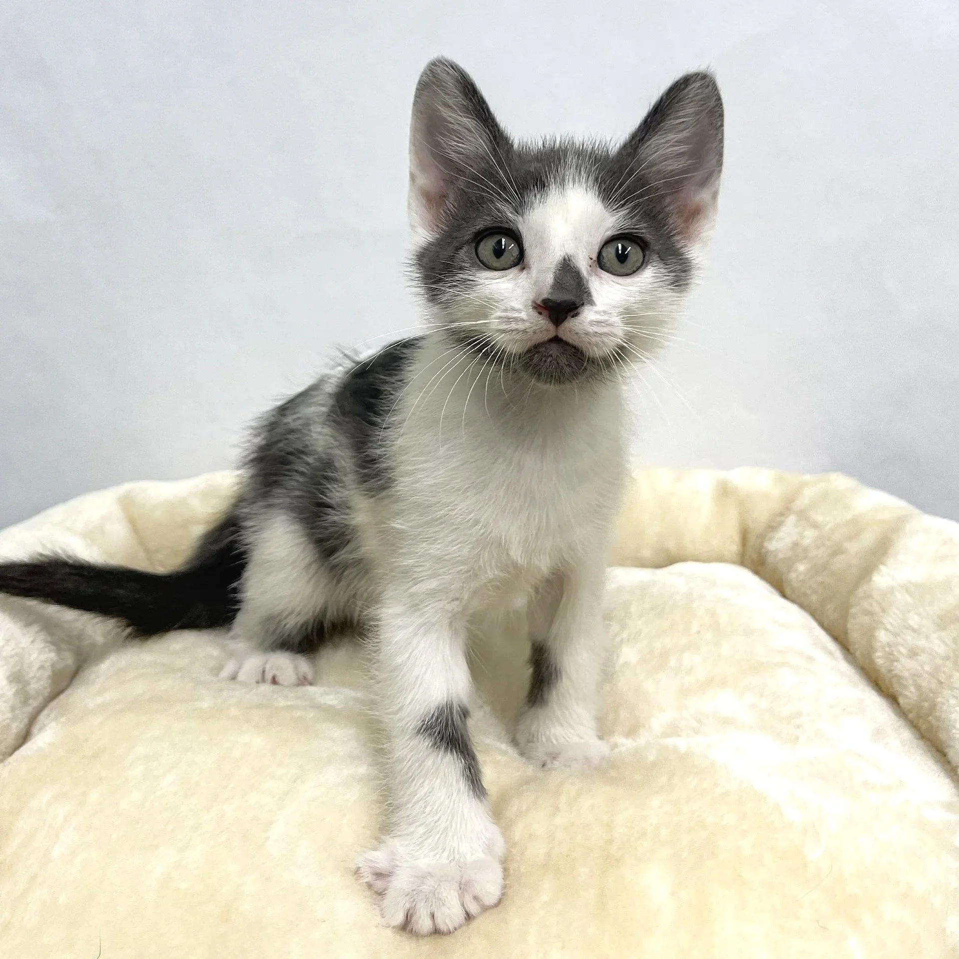 DJ Whiskers/Male/7 weeks