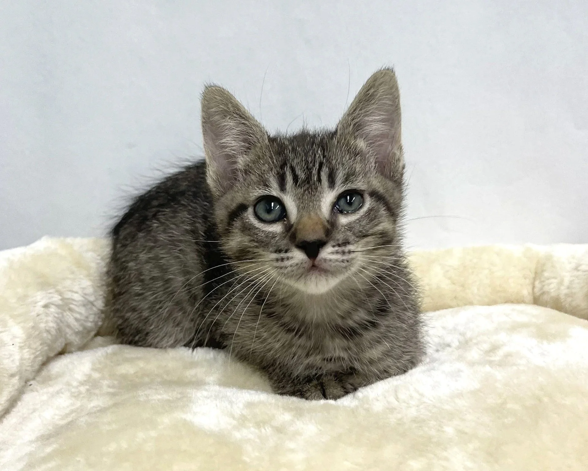 Kitty Gaga/Female/7 weeks