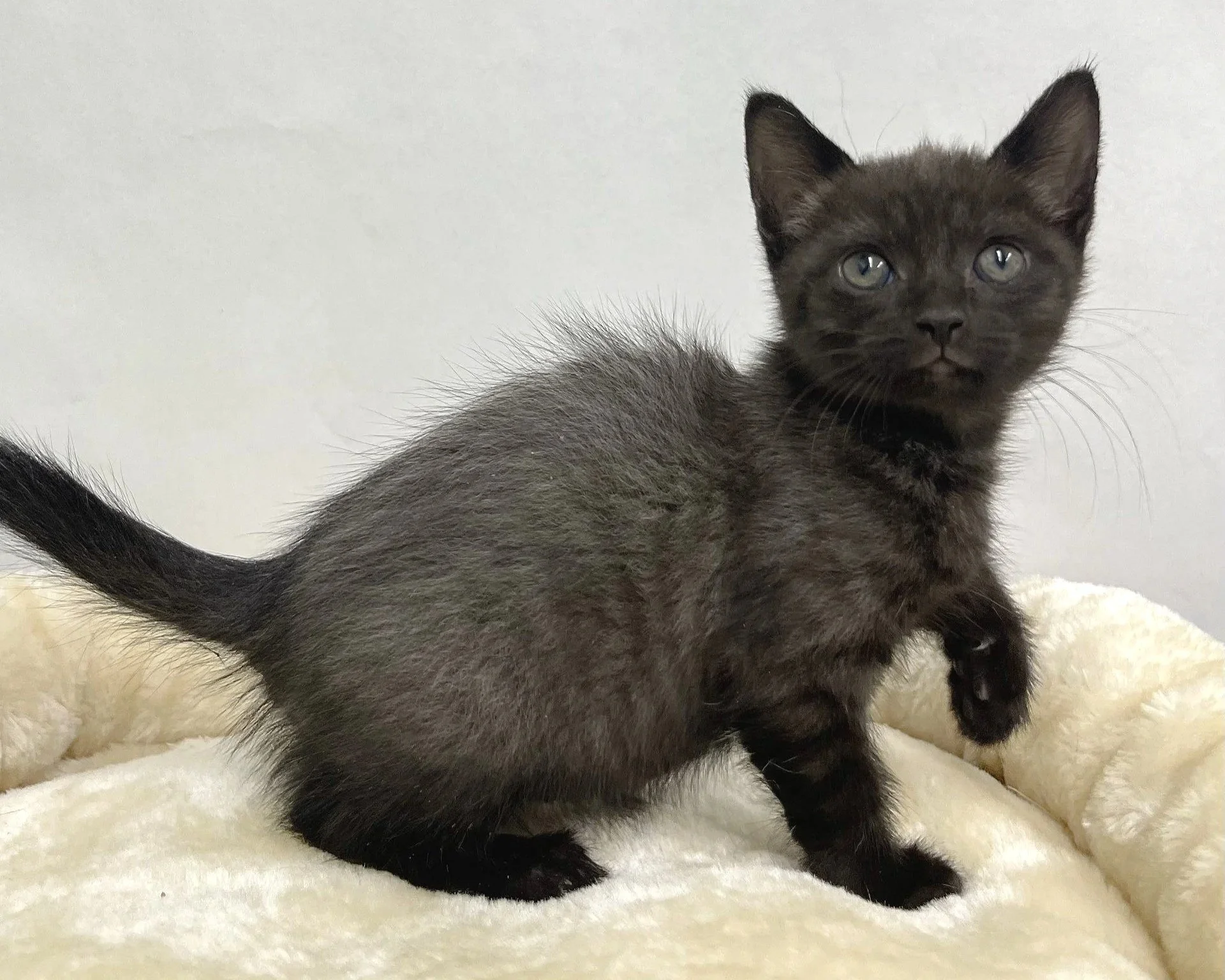 Doja Catnip/Female/7 weeks