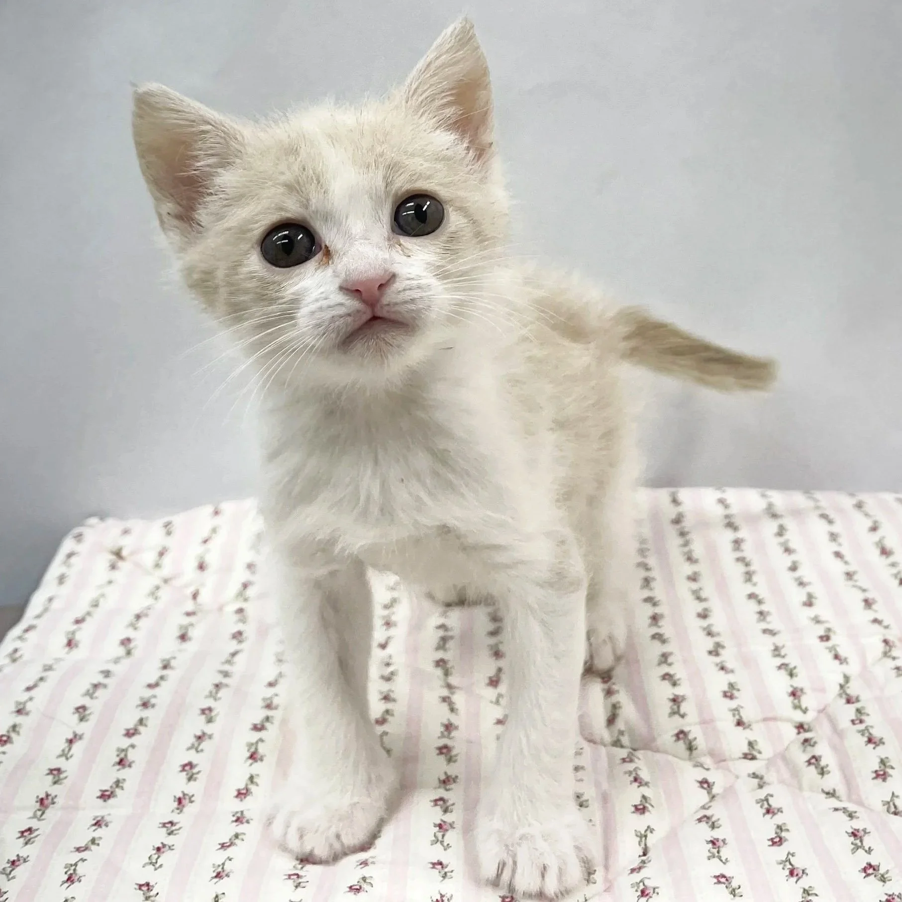 Furchella/Female/5 weeks