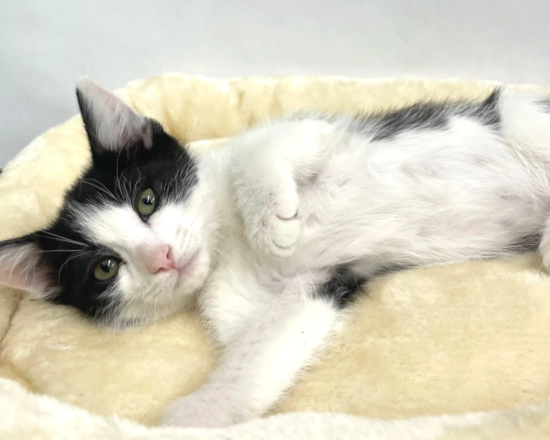 Bailey/11 weeks/Female