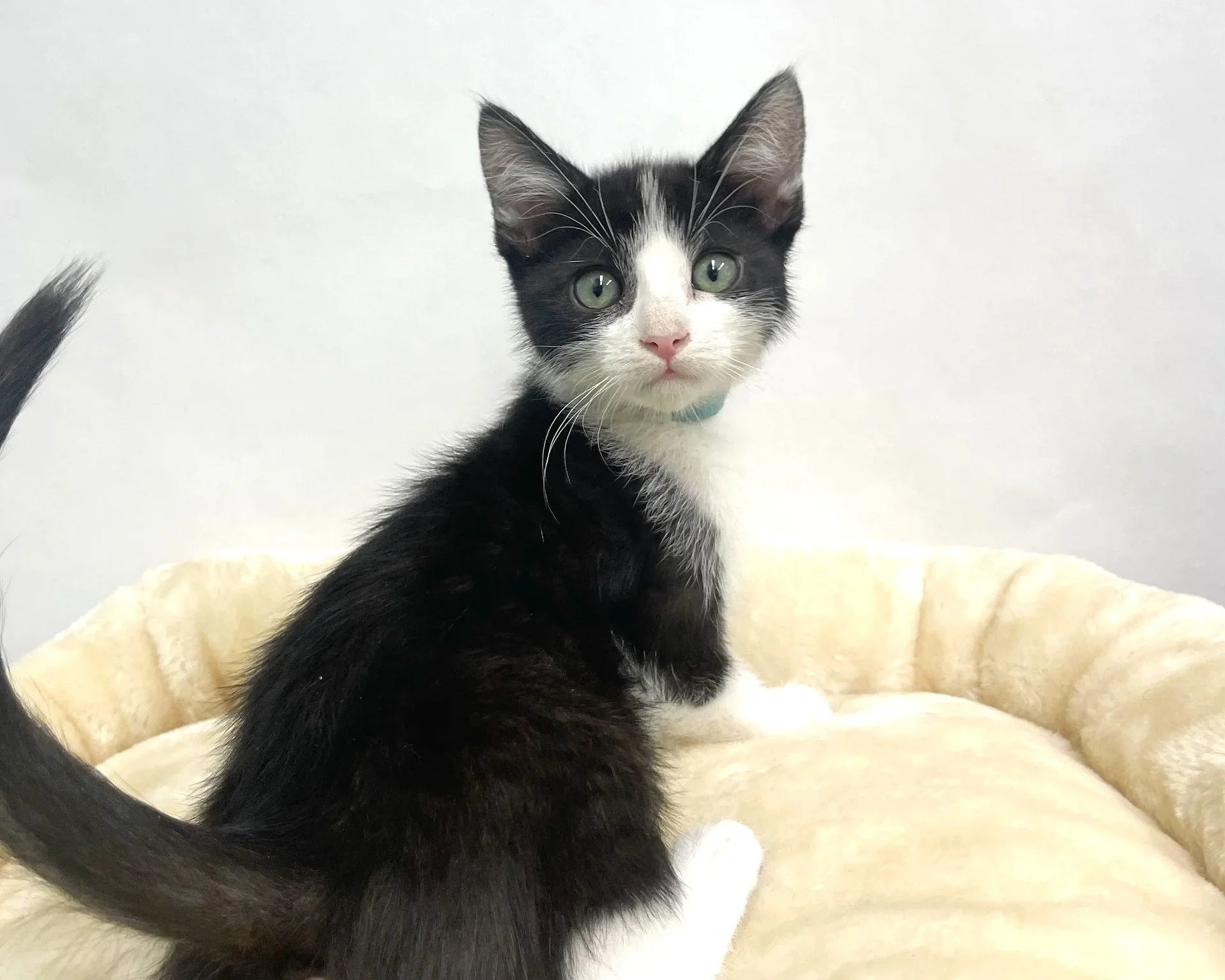 Blarney/11 weeks/Male