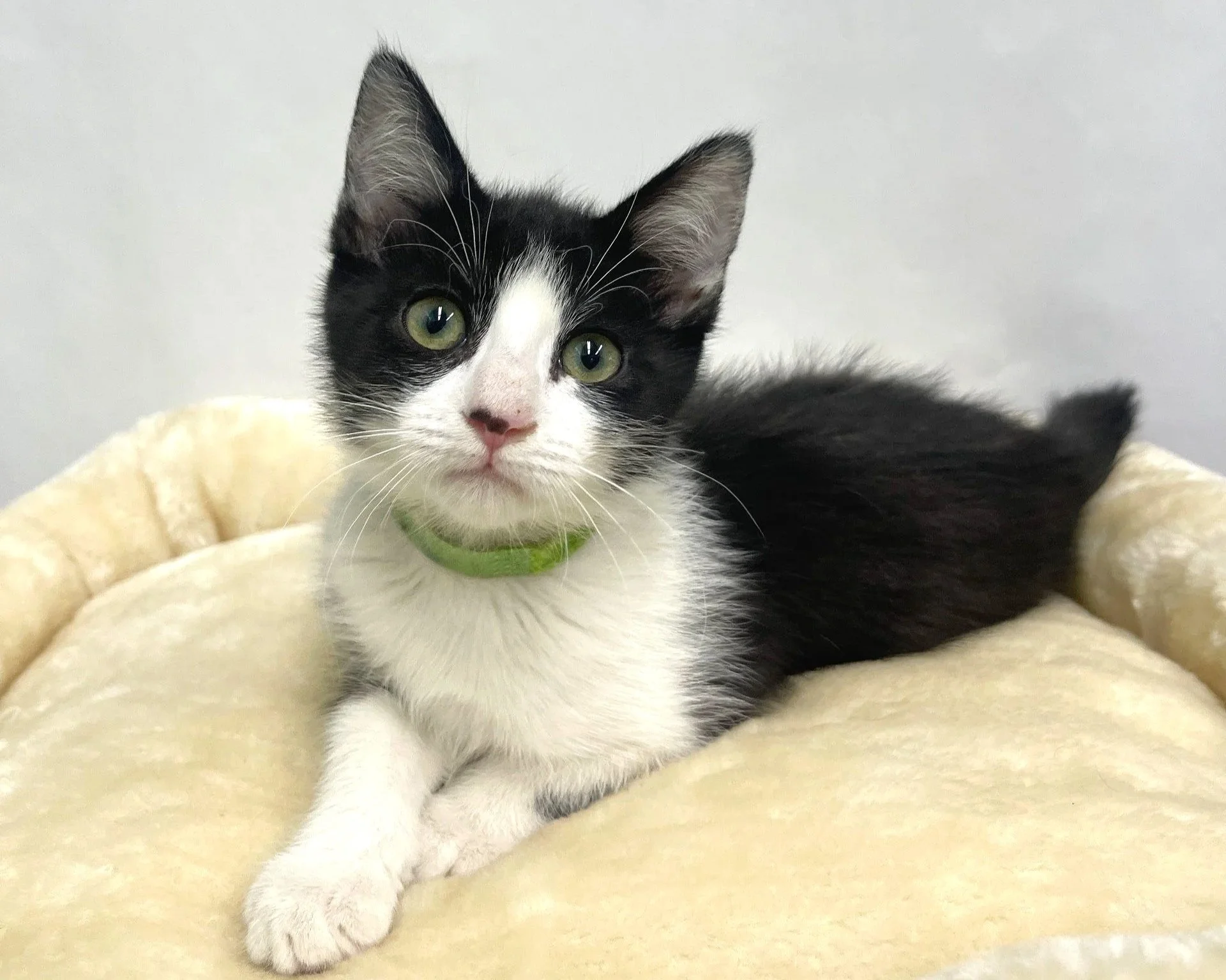 Clover/11 weeks/Female