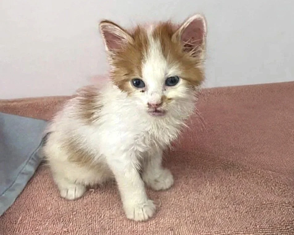 Picatso/10 weeks/Male