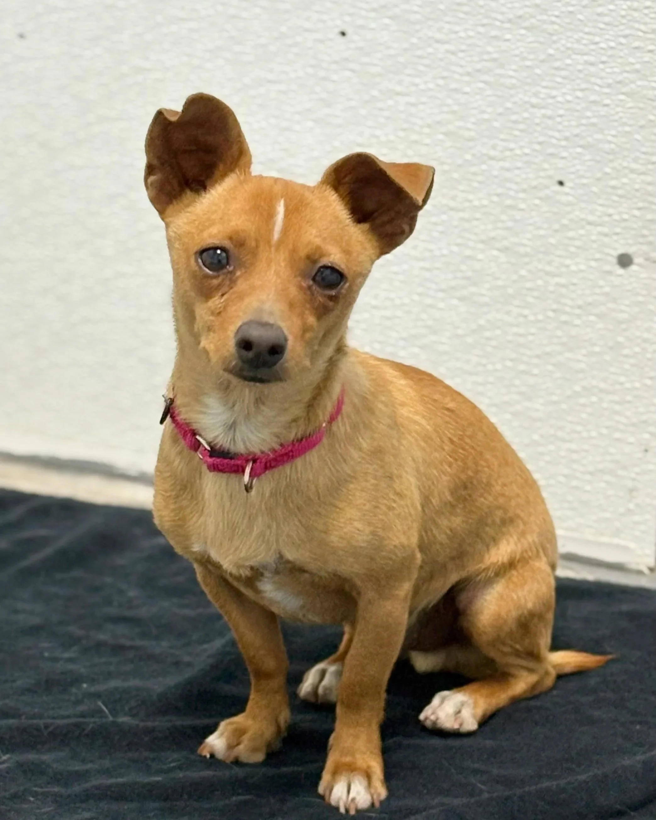 Sir Wags/ Male/ Chihuahua/ Age TBD