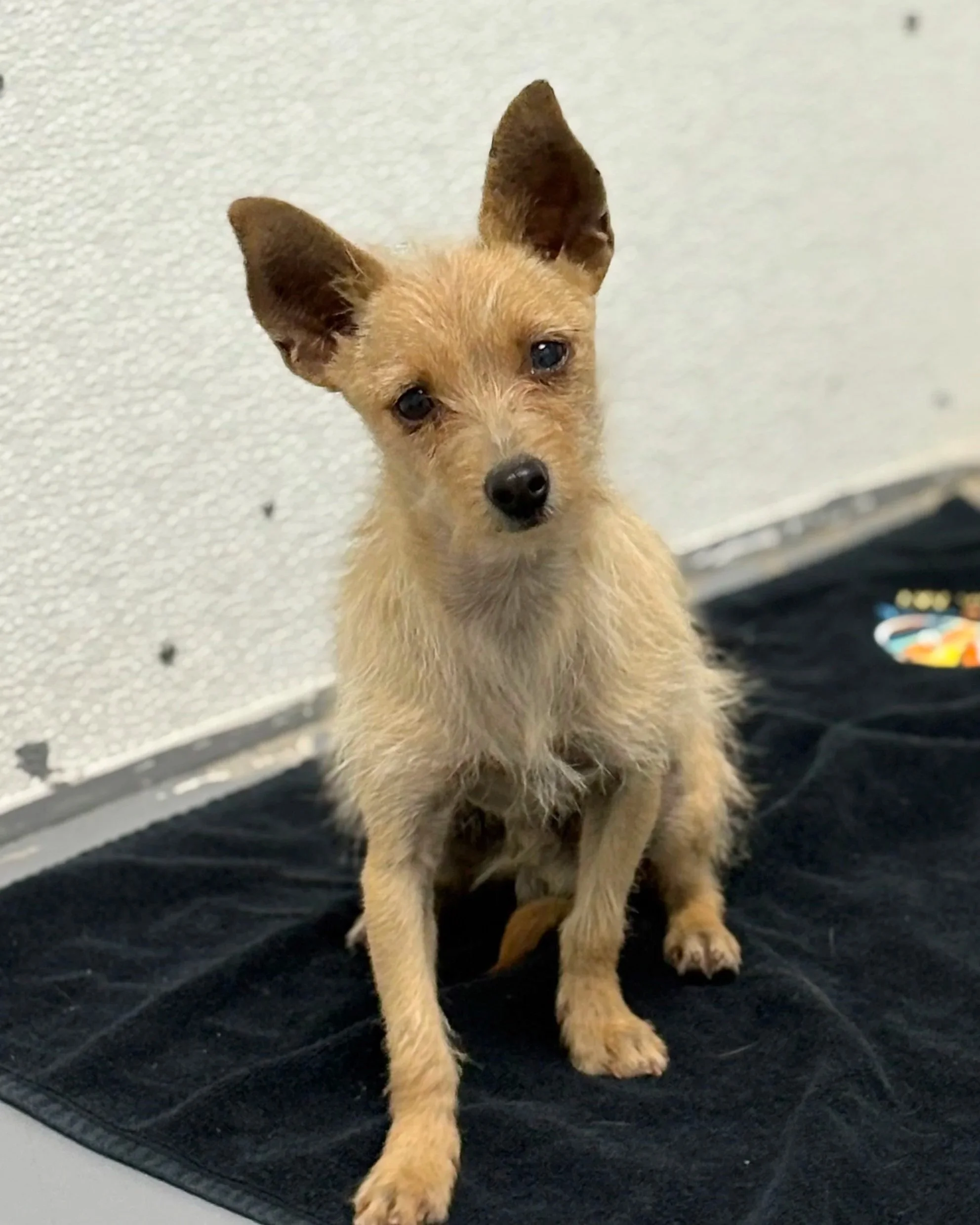 Bark Twain/ Terrier/ Male/ Age TBD
