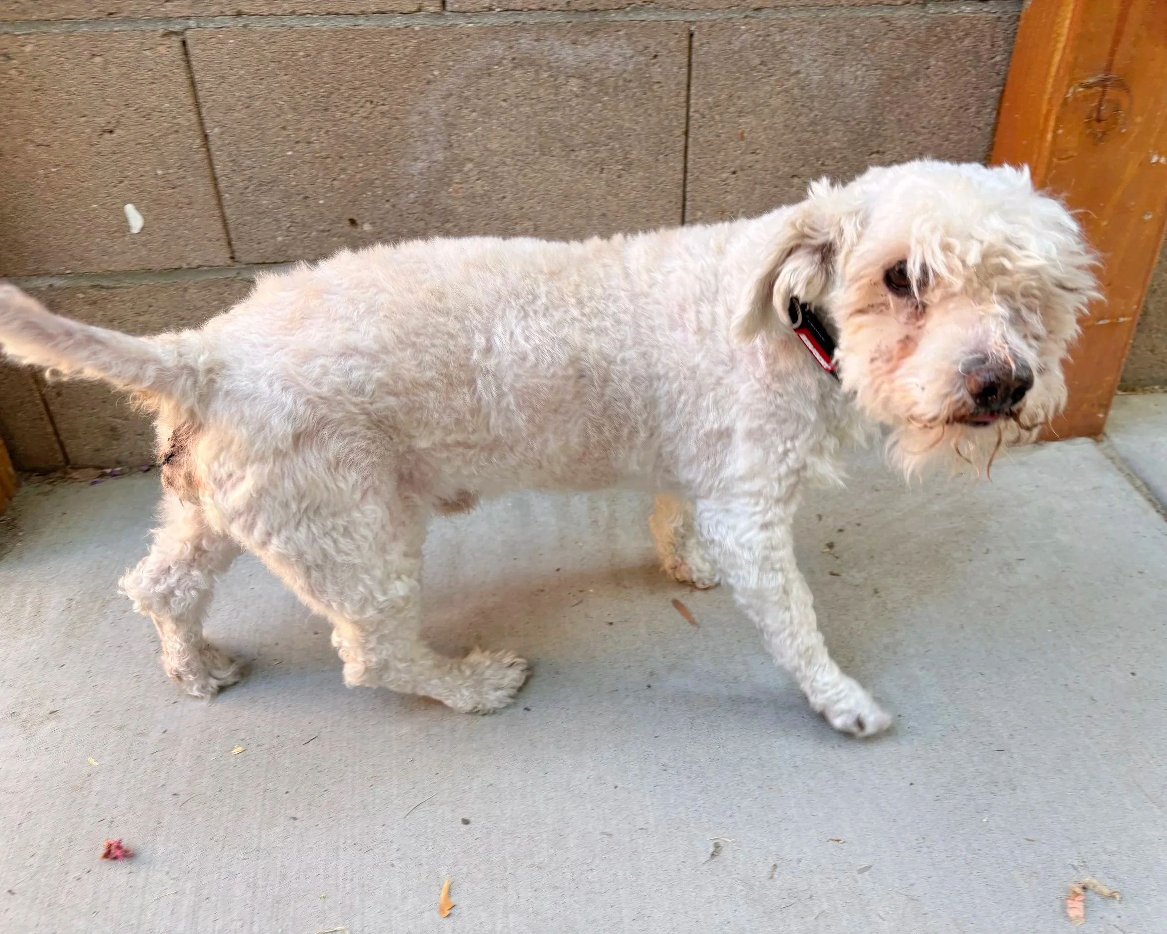 Billy/ Poodle X/ 8 years old.