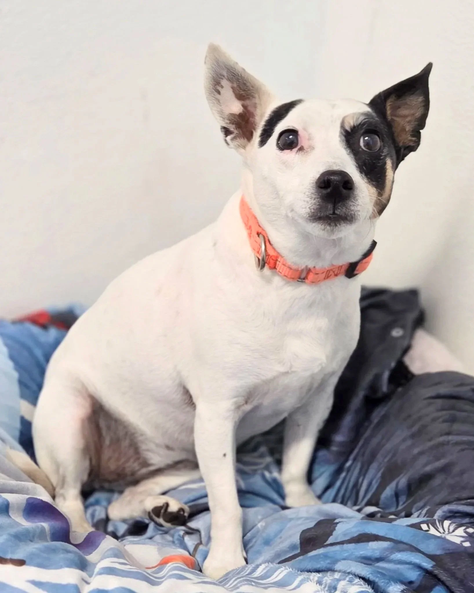 Eve/ Rat Terrier/ 9 Years old.