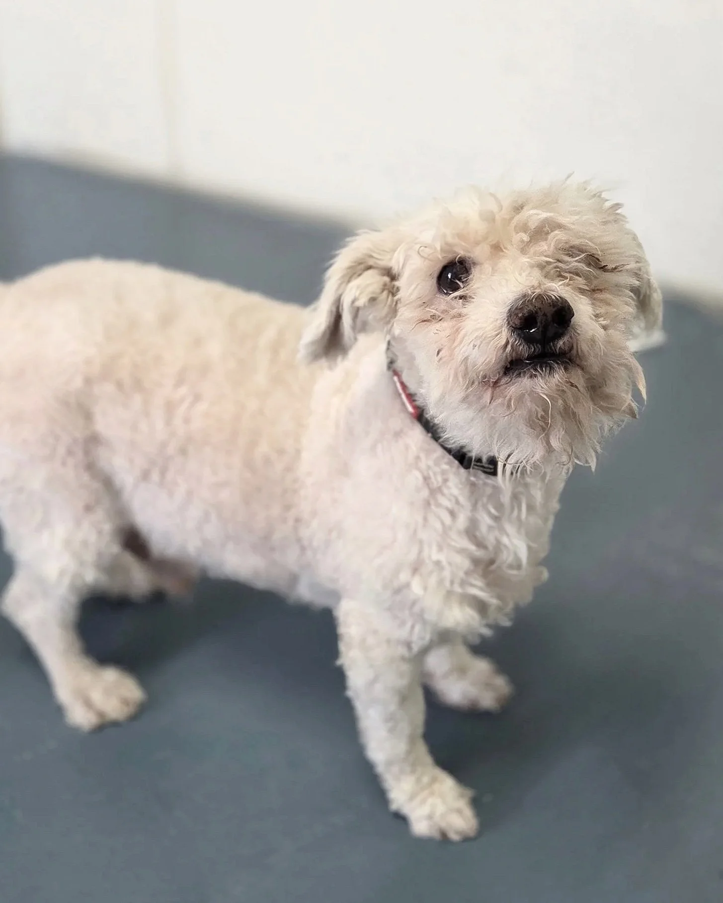 Billy/ Poodle X/ 8 years old.