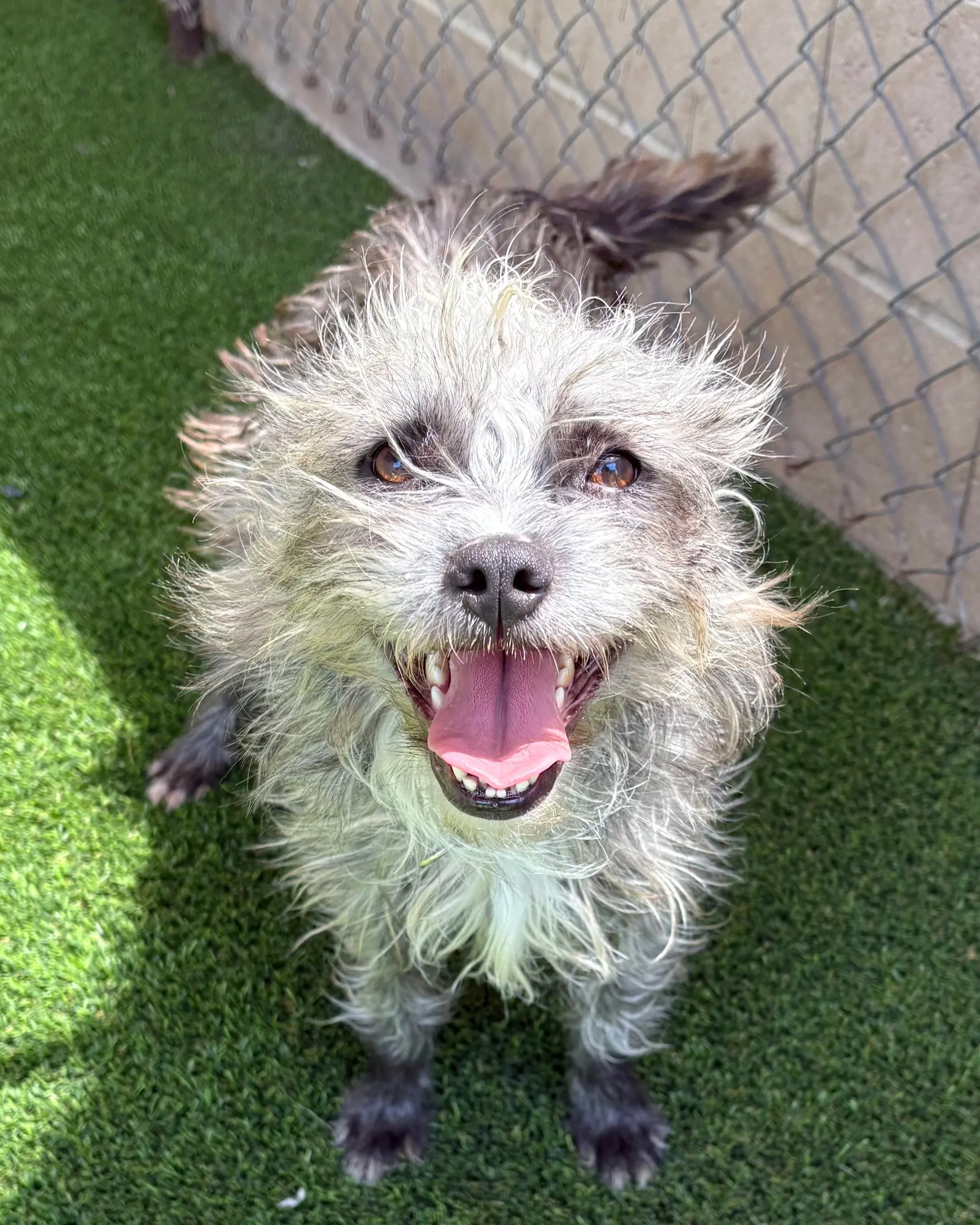 Scruffles/ Female/Terrier/5 years old