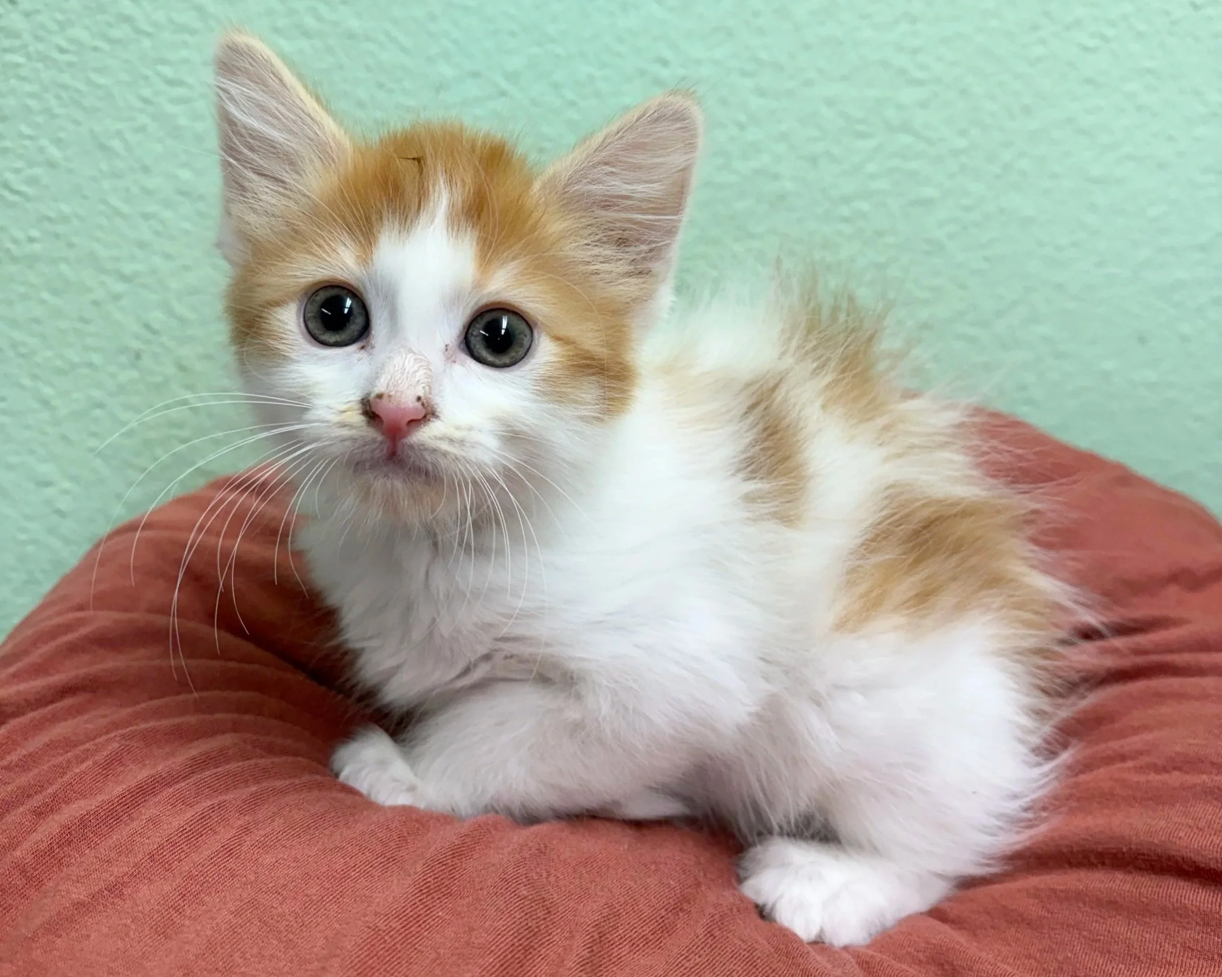 Salsa/ Male/ 6 Weeks