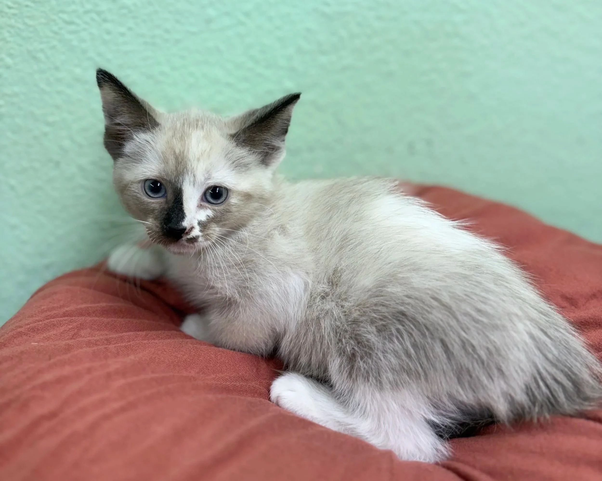 Margarita/ Female/ 6 weeks