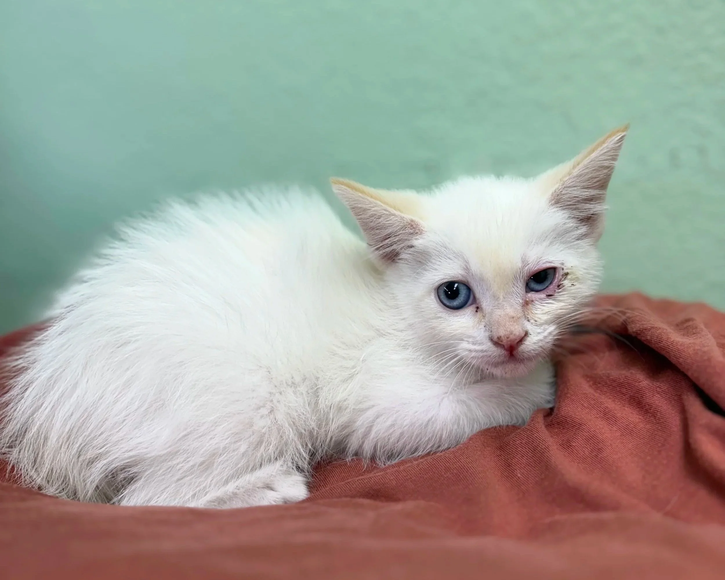 Chips/Male/ 6 weeks.
