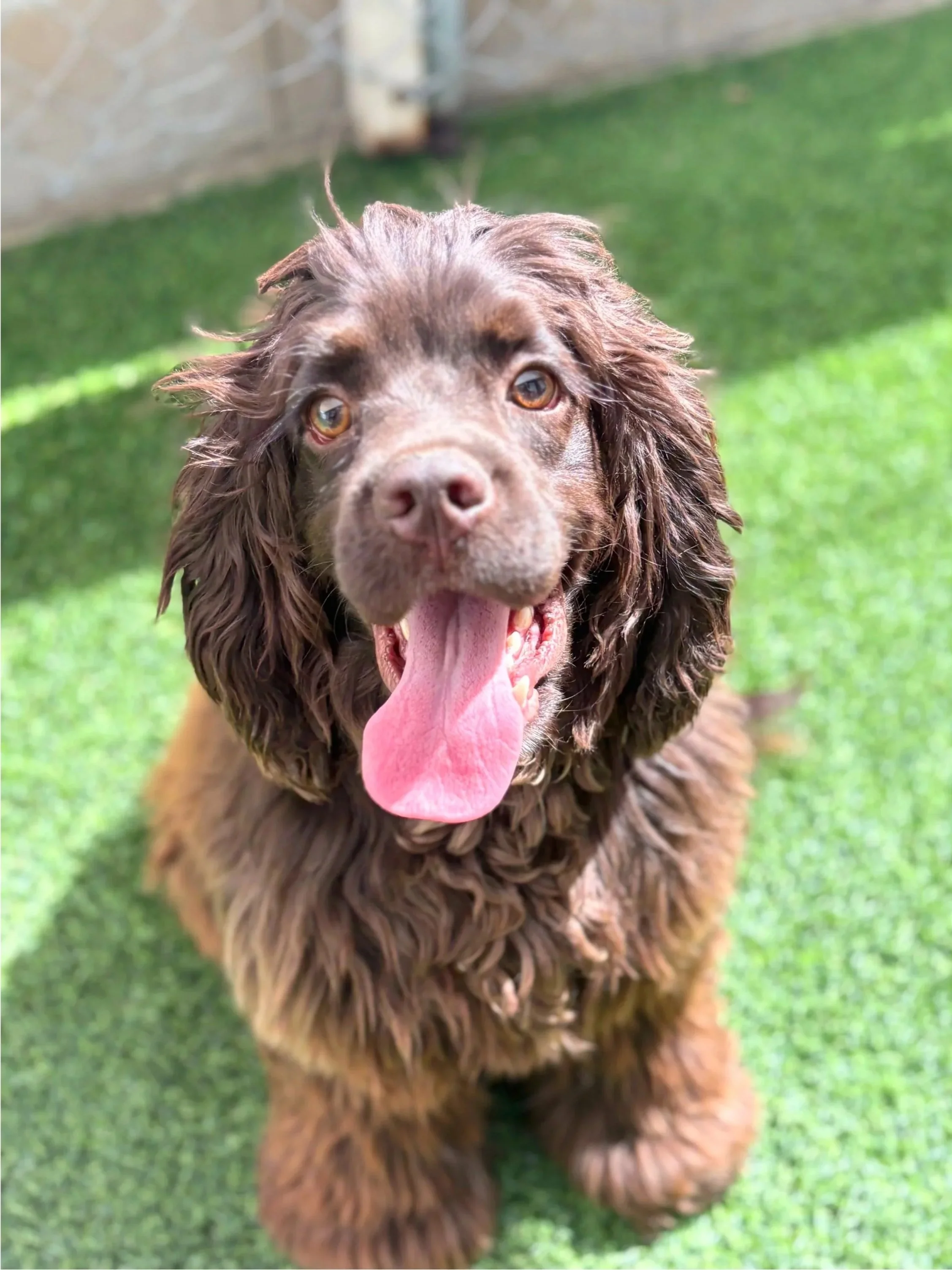Pudge/ Male/ Cocker Spaniel/ Year and a half. 