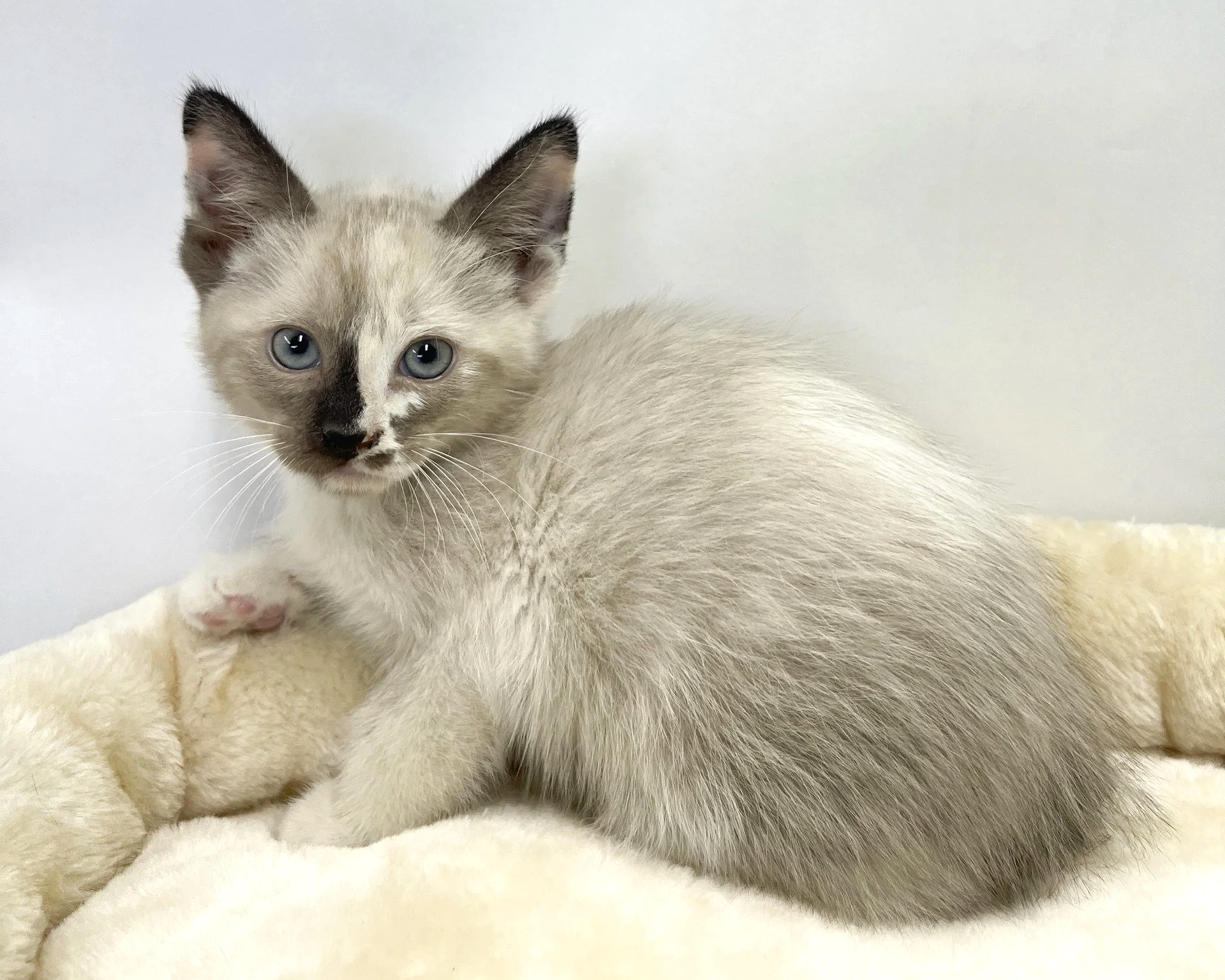 Margarita/Female/7 weeks