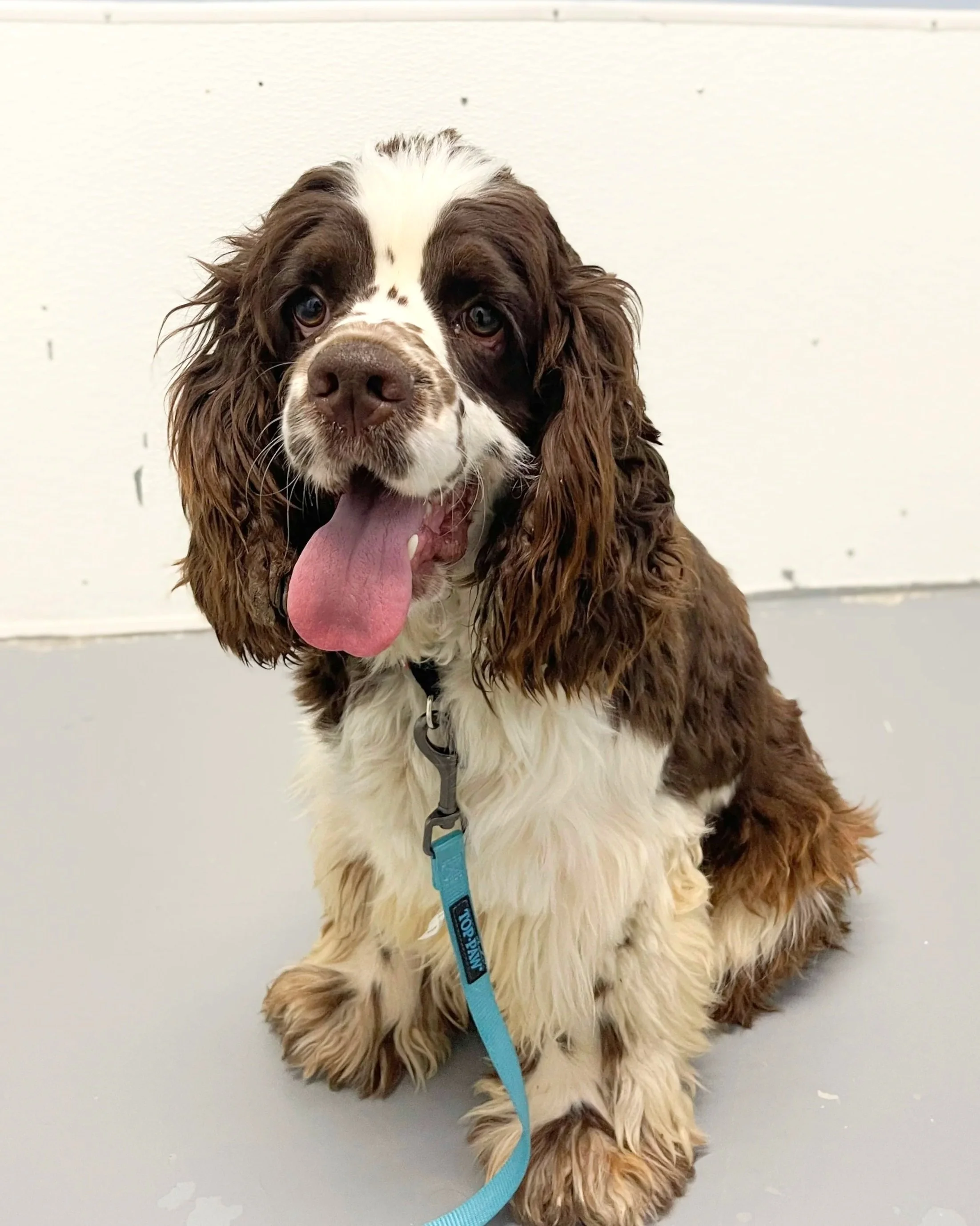 Smudge/ Cocker Spaniel/Year and a half