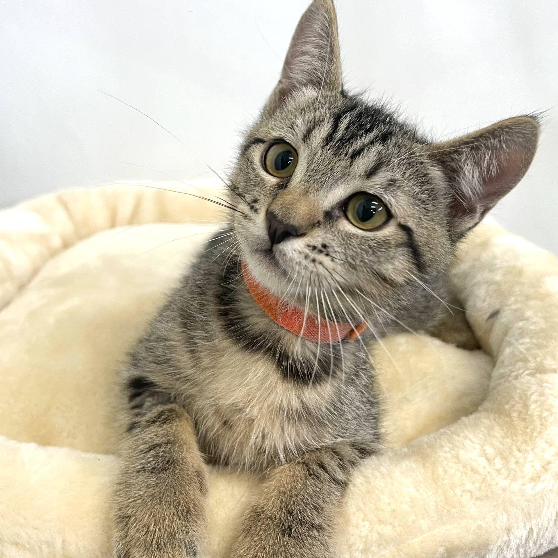 Purrcasso