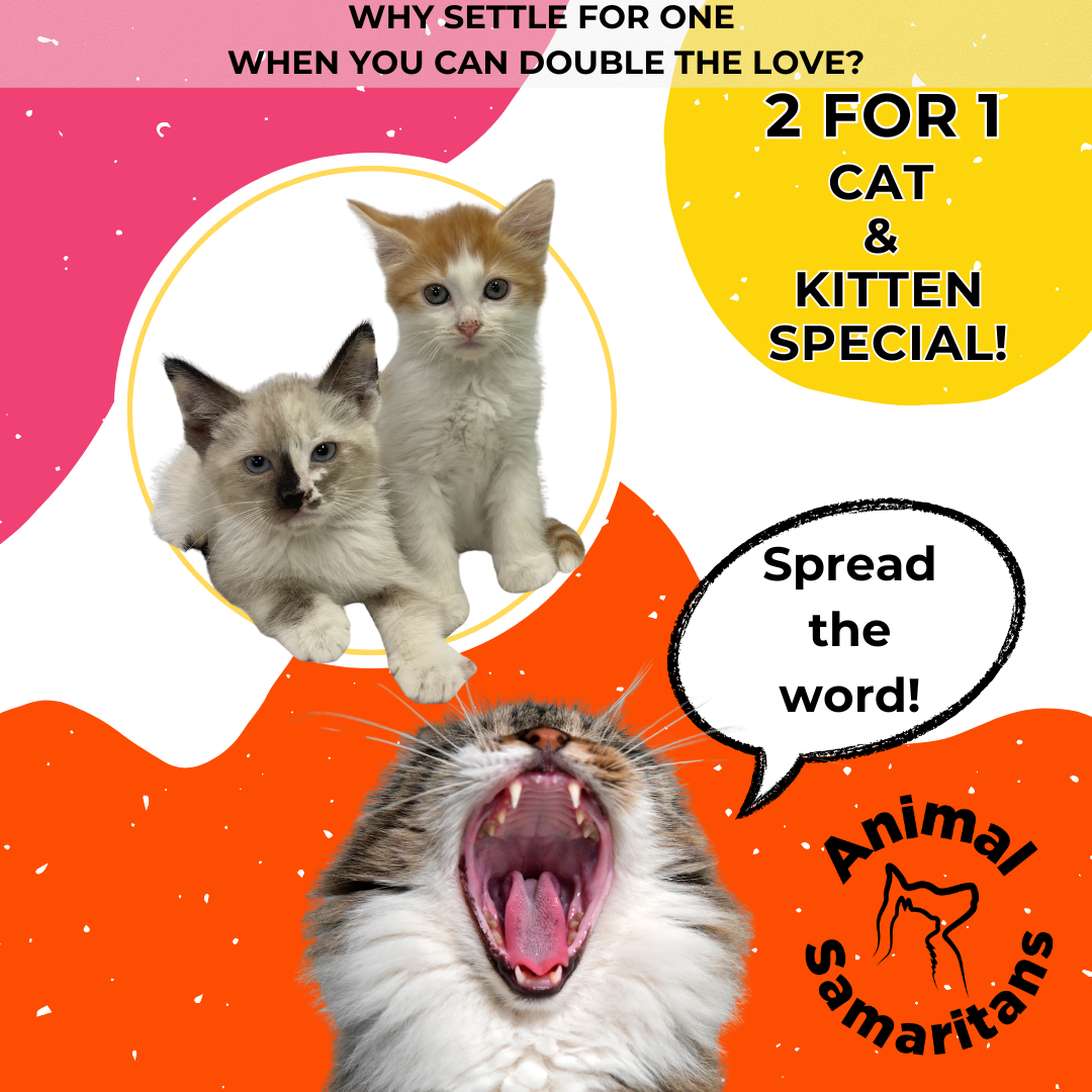 May Special - Adopt Two Felines for the price of one!