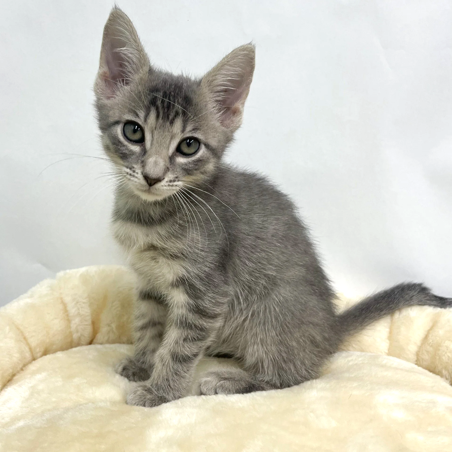Boop/Male/Grey Tabby