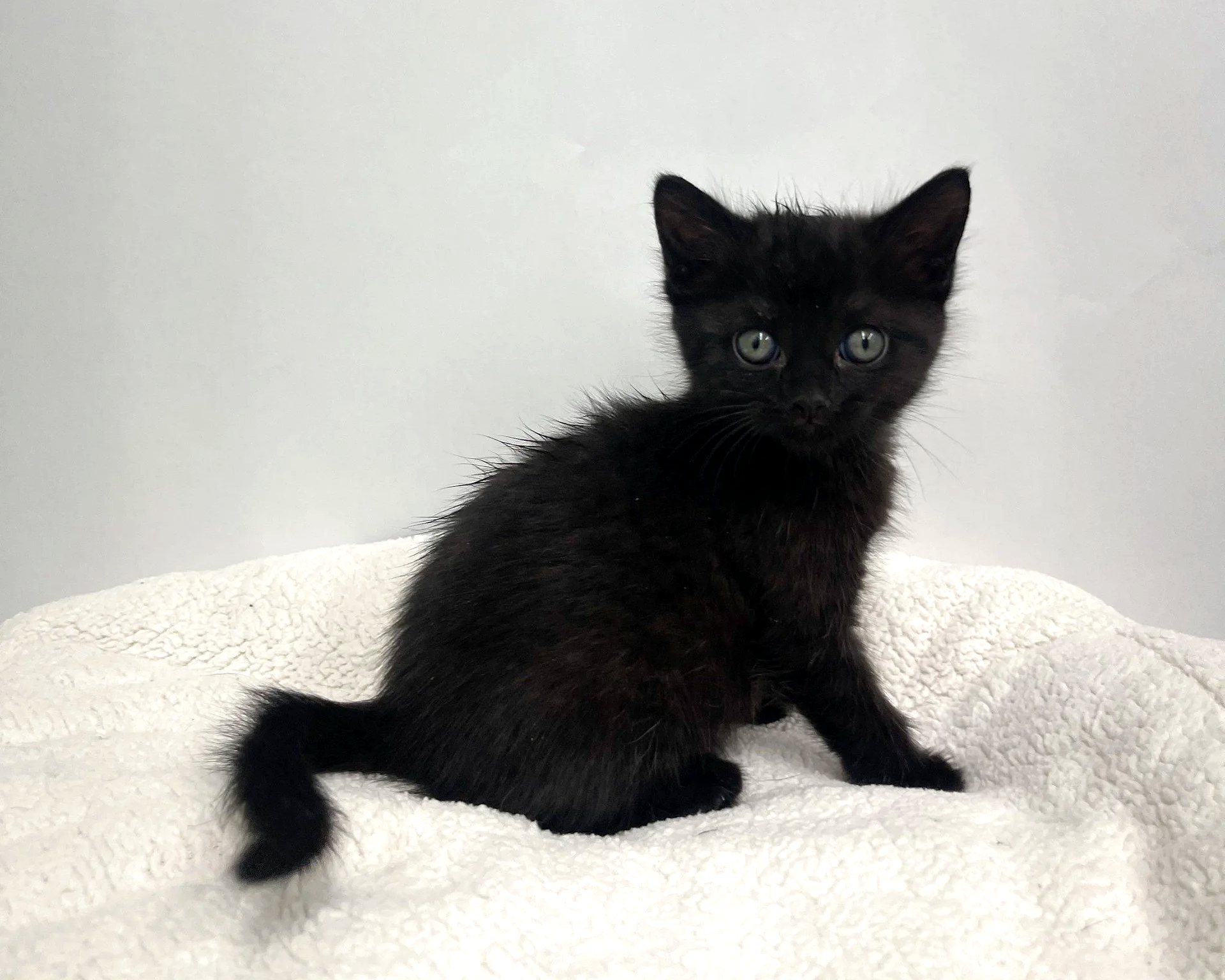 Ash/Female/6 weeks