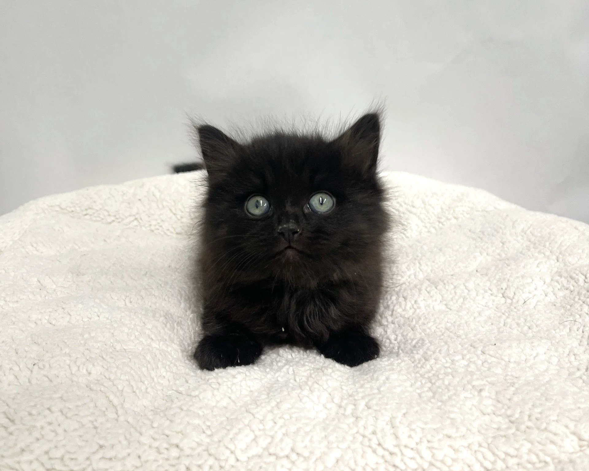 Shadow/Male/6 weeks