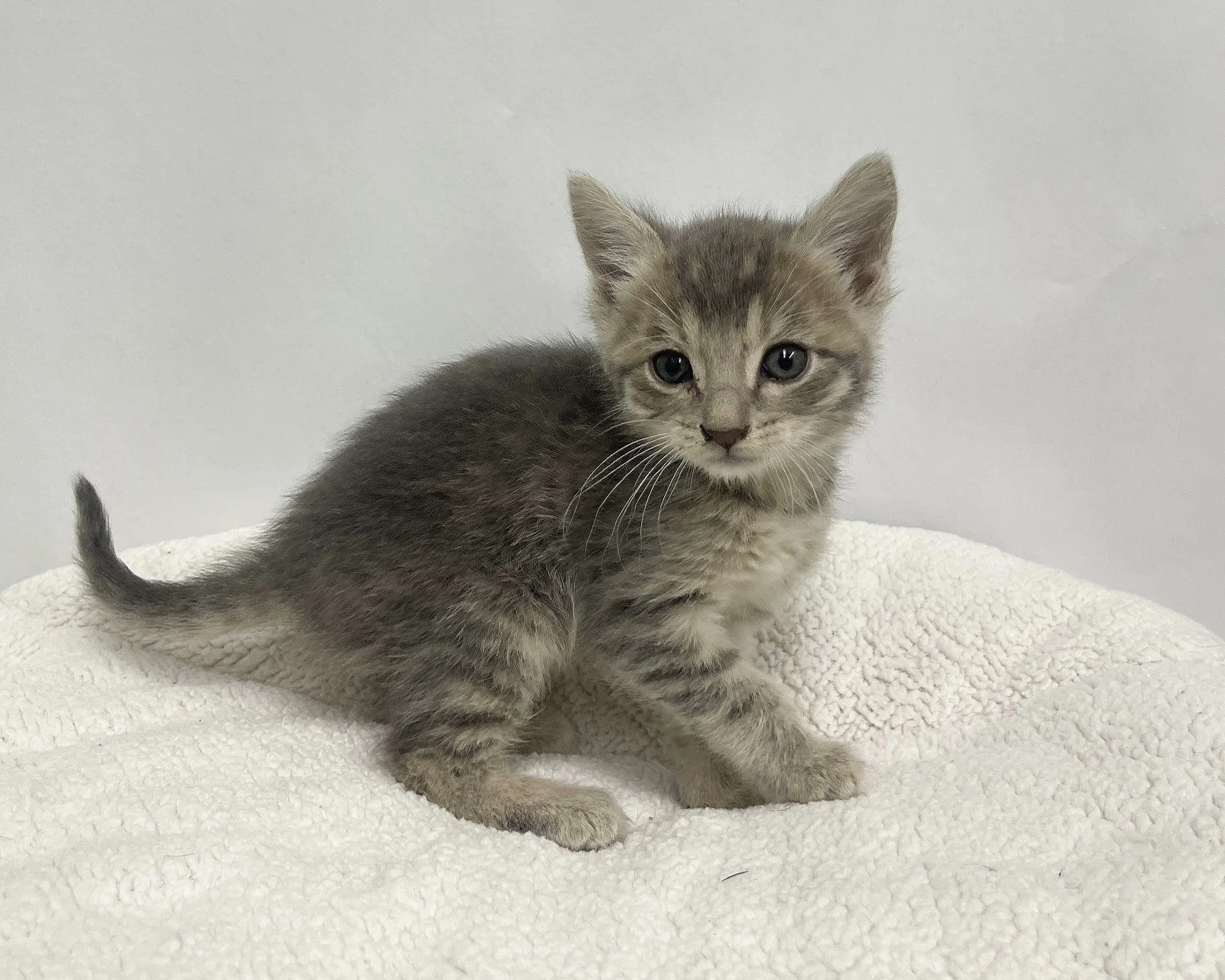 Ciccio/Male/7 weeks