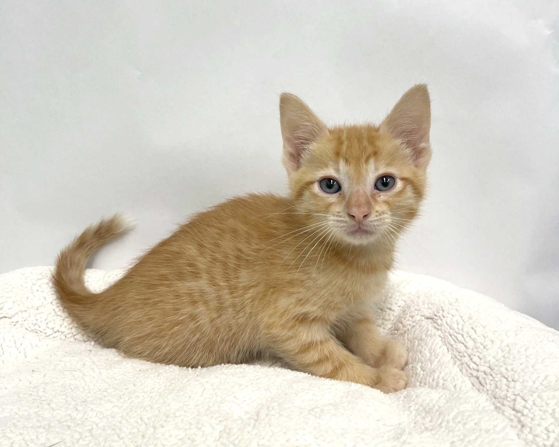 Rossi/Male/7 weeks