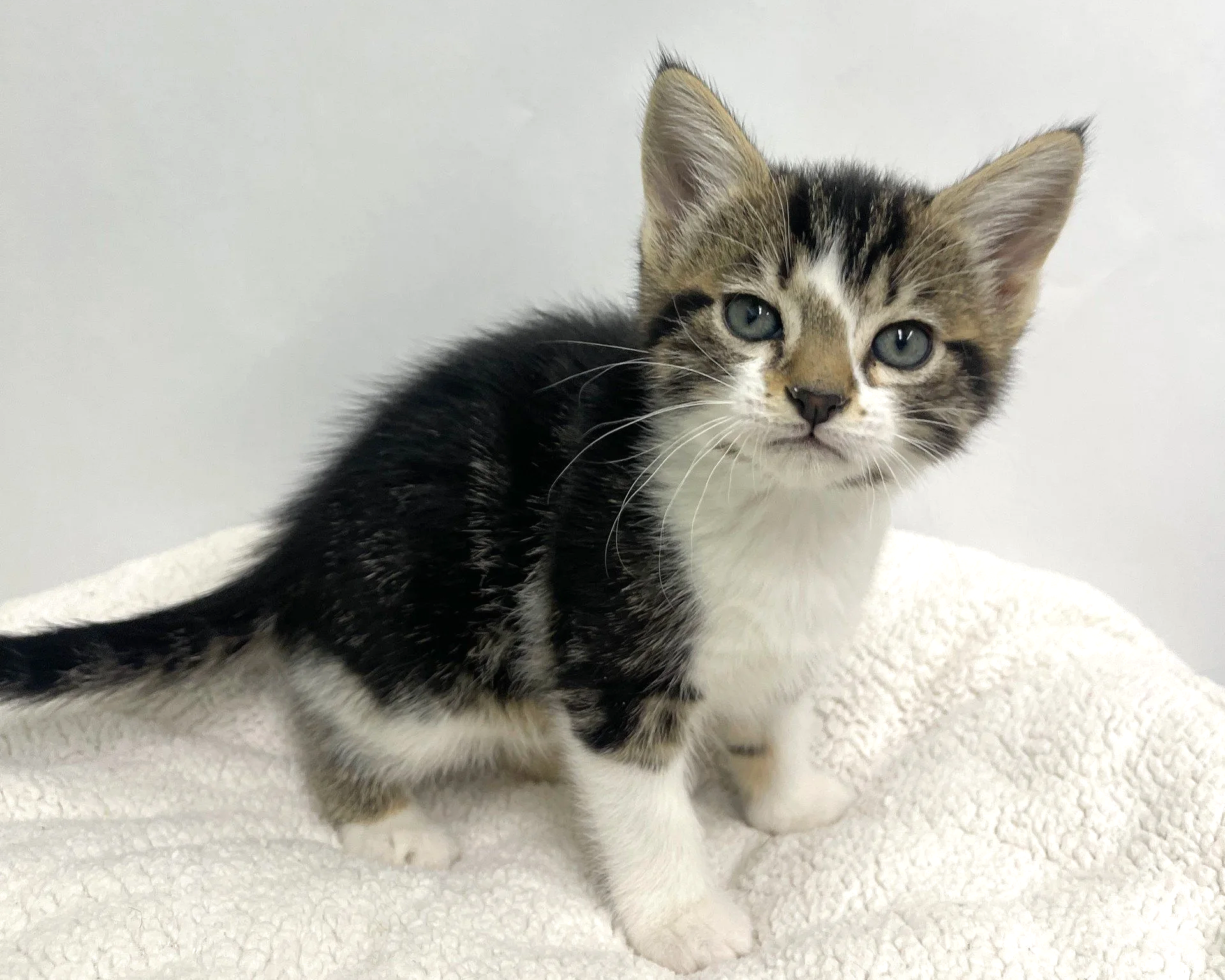 Gizmo/Female/7 weeks