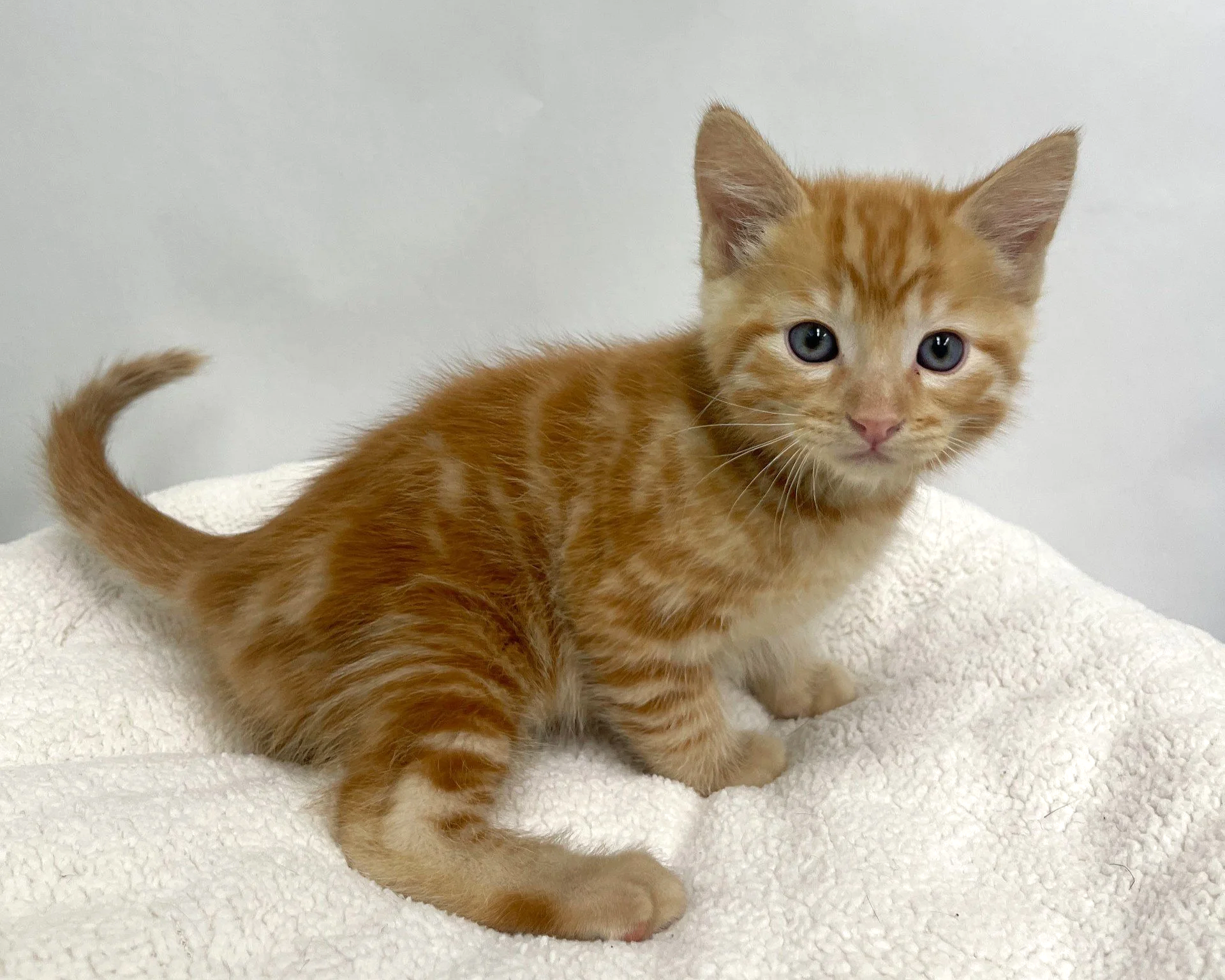 Teddy/Male/7 weeks
