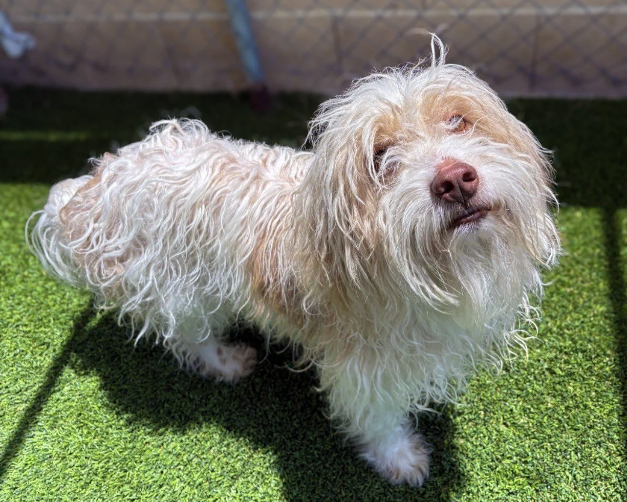Sherlock Bones/Male/4 years