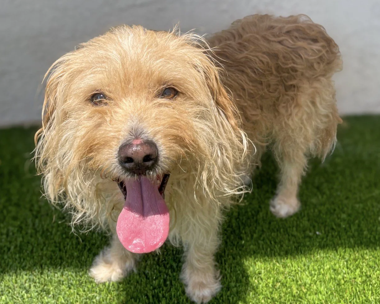 Jimmy Chew/Male/4 years